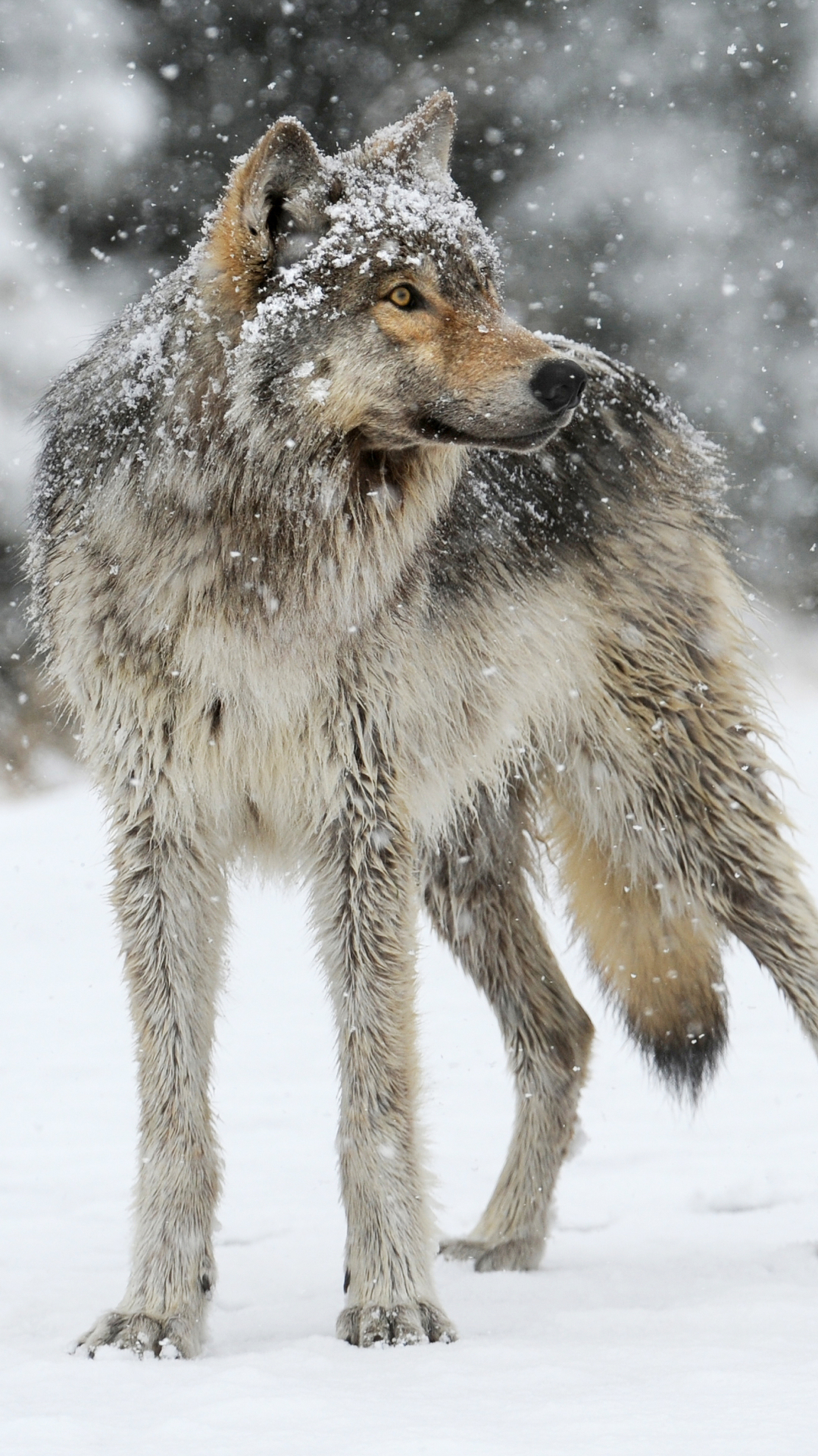 Loup Gris Dans la Neige, Neige, Coyote, Chien-loup Tchécoslovaque, Loup Oriental. Wallpaper in 1080x1920 Resolution