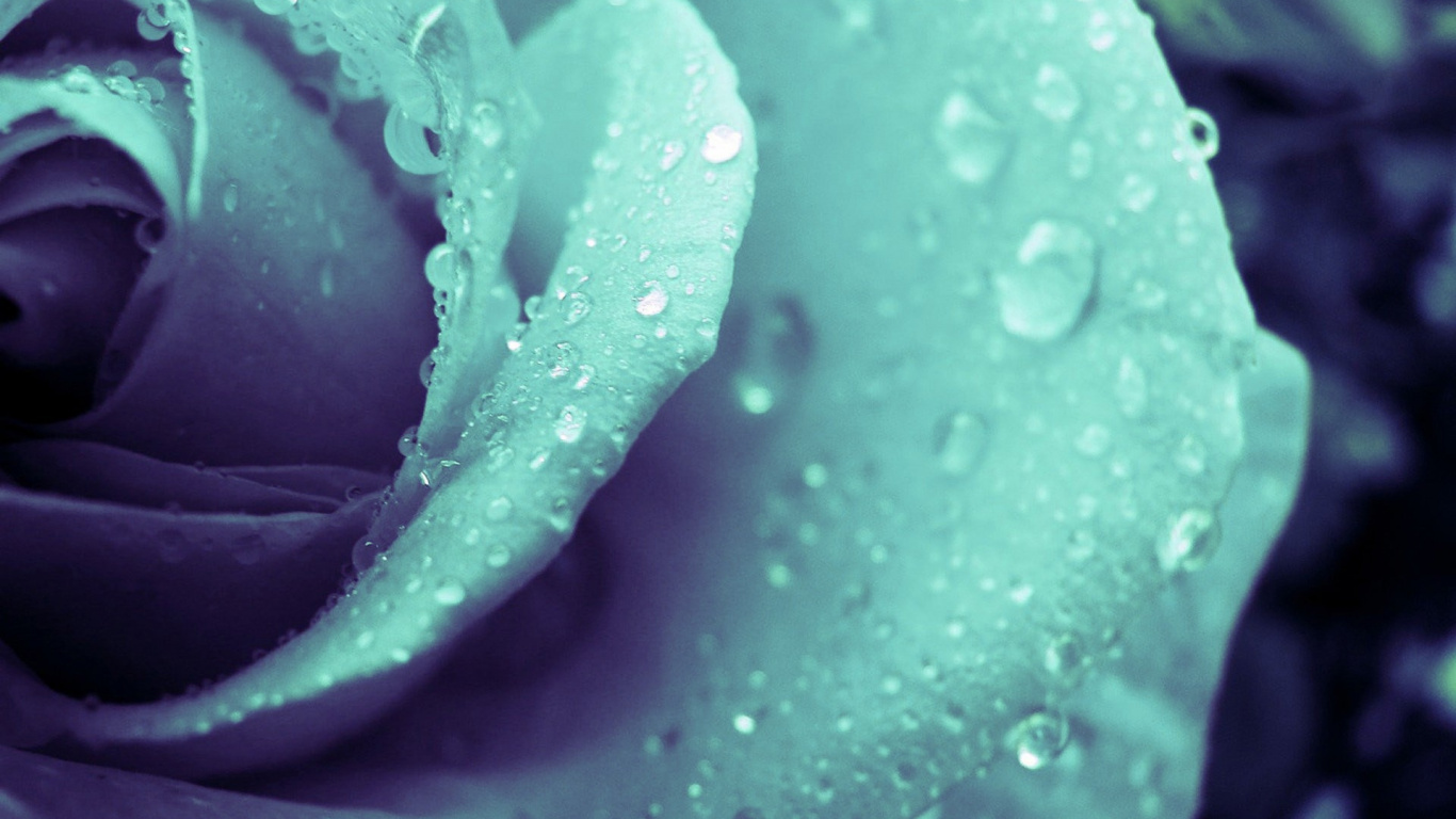 Fleur Violette Avec Des Gouttelettes D'eau. Wallpaper in 1366x768 Resolution