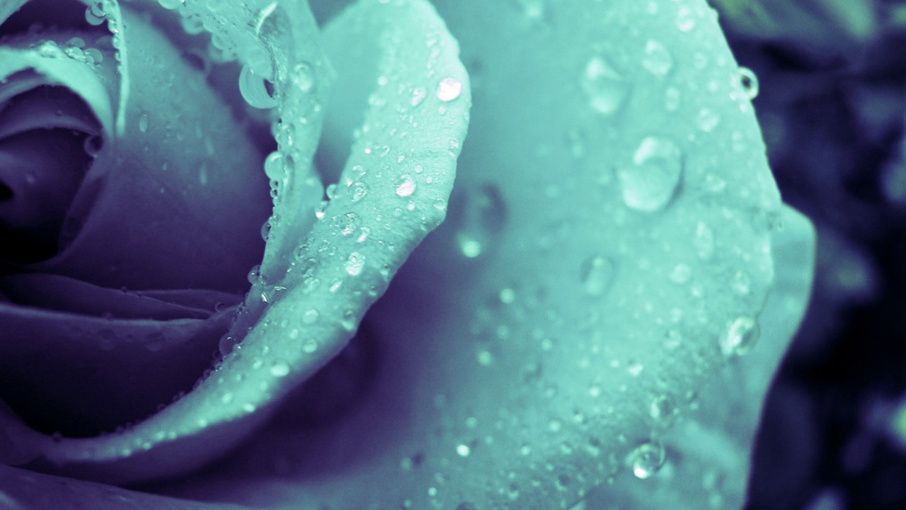 Flor Morada Con Gotas de Agua. Wallpaper in 1280x720 Resolution