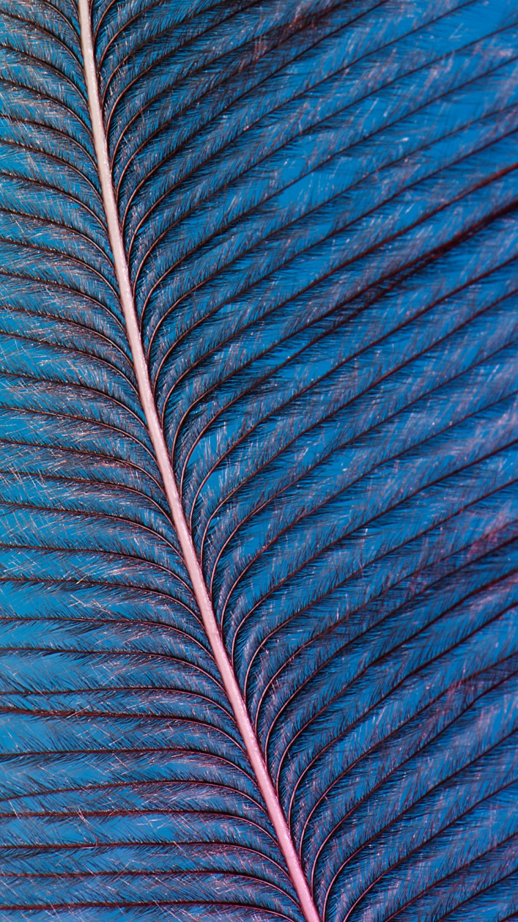 Feather, Blue, Colorfulness, Electric Blue, Azure. Wallpaper in 750x1334 Resolution