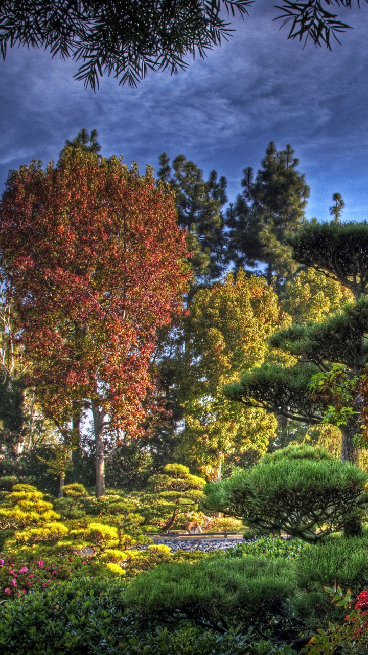 Arbres Verts et Bruns Sous Ciel Bleu. Wallpaper in 720x1280 Resolution