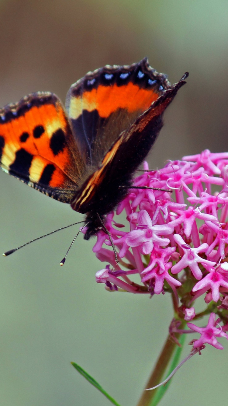 Brown Black and White Butterfly Perched on Pink Flower. Wallpaper in 750x1334 Resolution