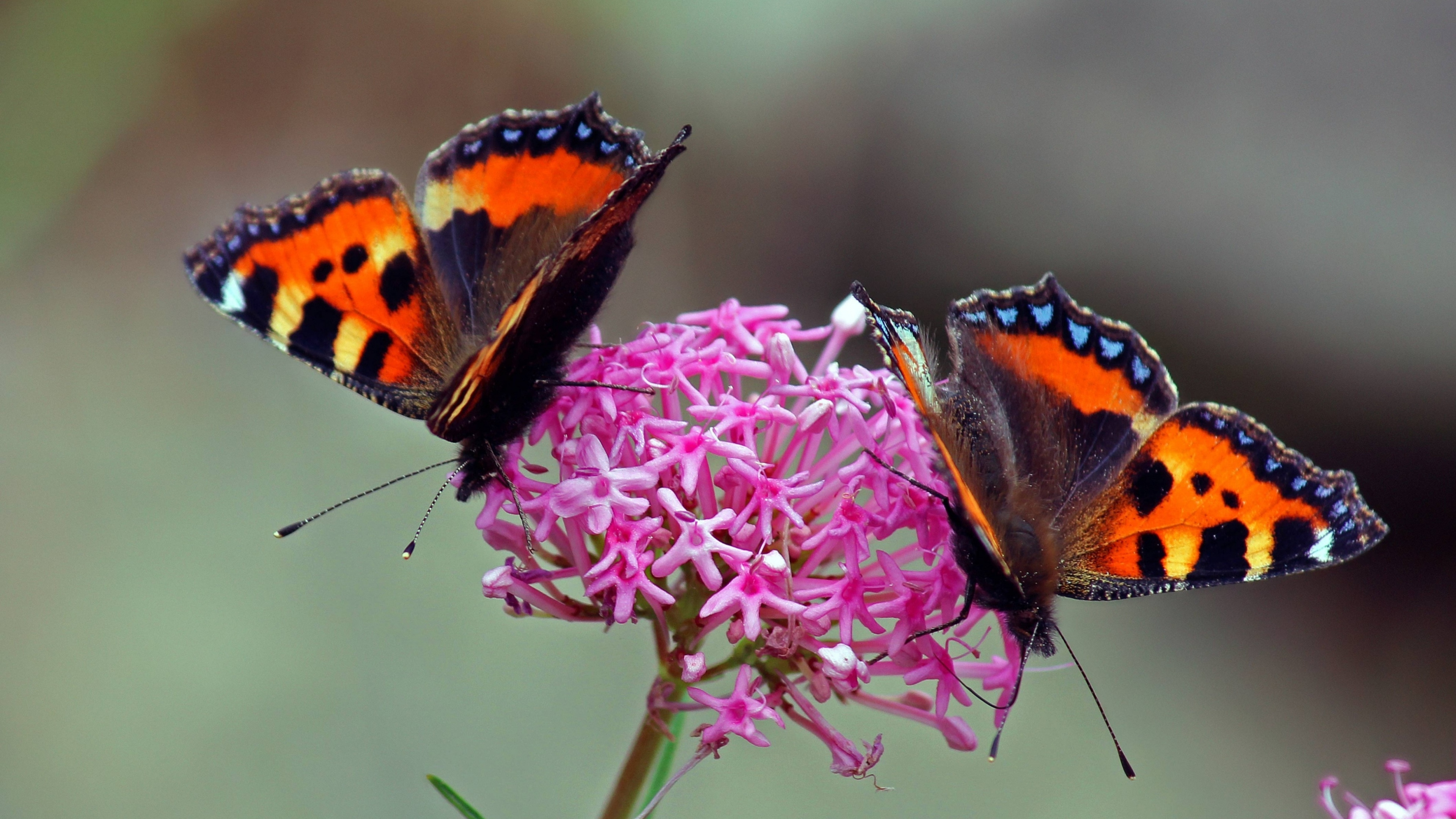 Brauner Schwarzer Und Weißer Schmetterling Thront Auf Rosa Blume. Wallpaper in 3840x2160 Resolution