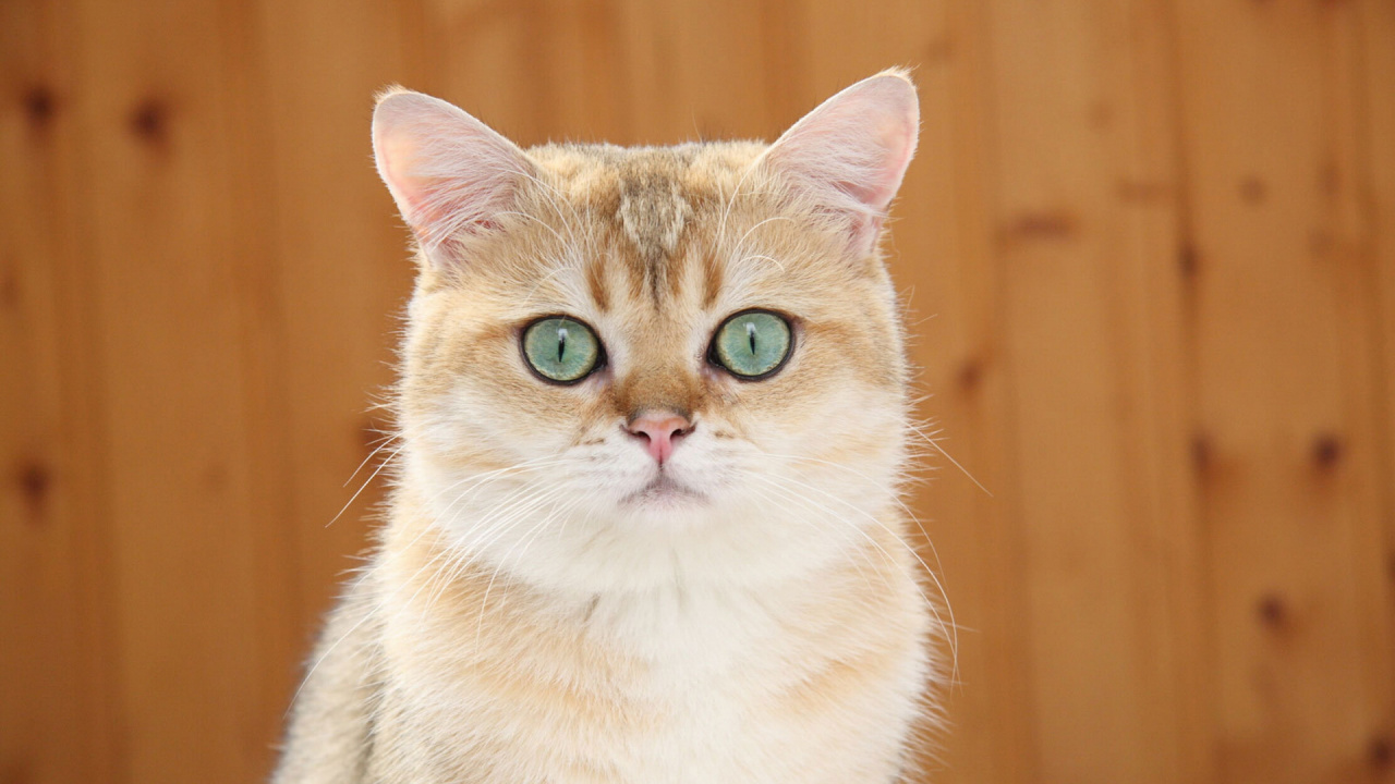 Orange Tabby Cat in Tilt Shift Lens. Wallpaper in 1280x720 Resolution