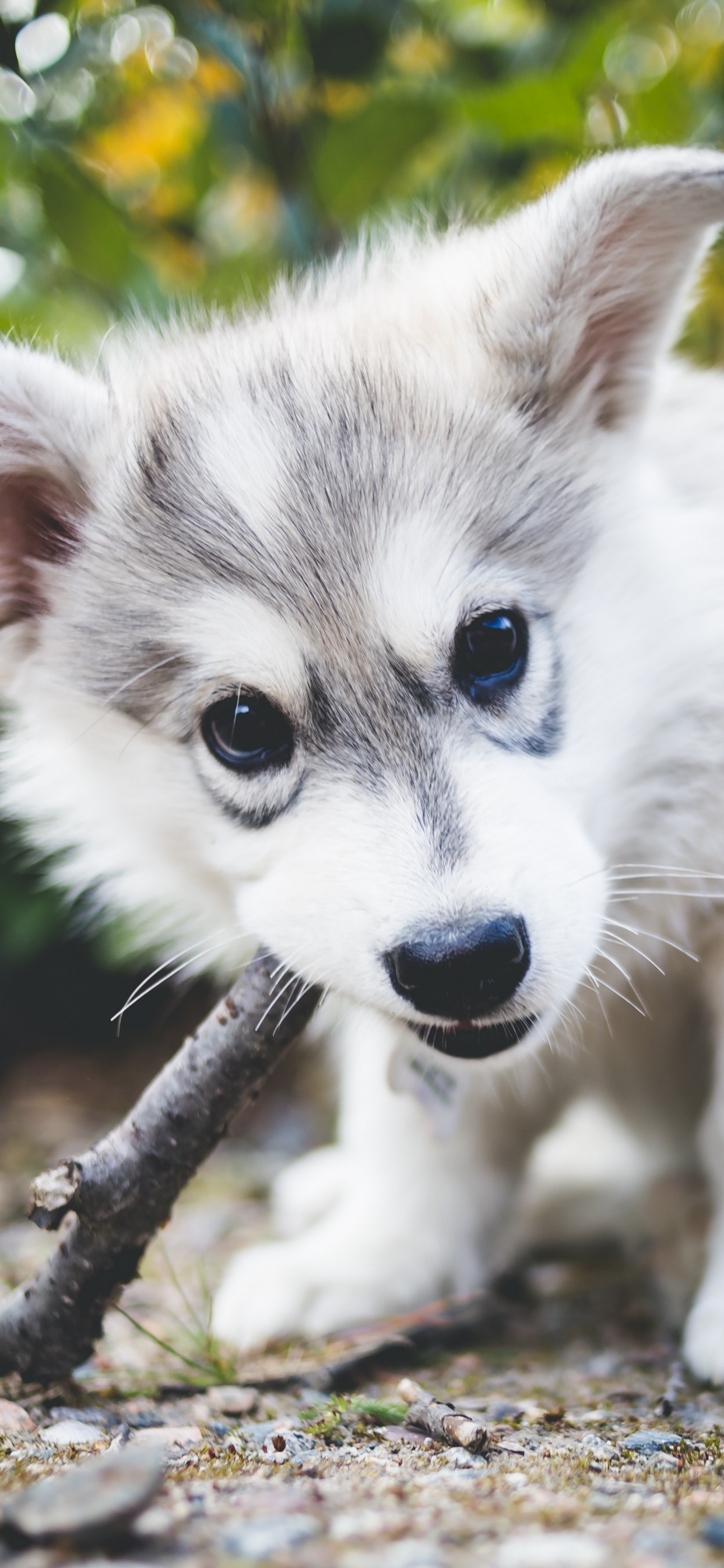 White and Black Siberian Husky Puppy on Tree Branch. Wallpaper in 1242x2688 Resolution