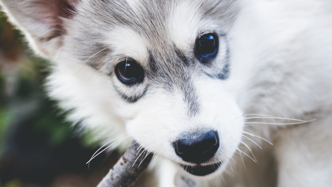 White and Black Siberian Husky Puppy on Tree Branch. Wallpaper in 1280x720 Resolution