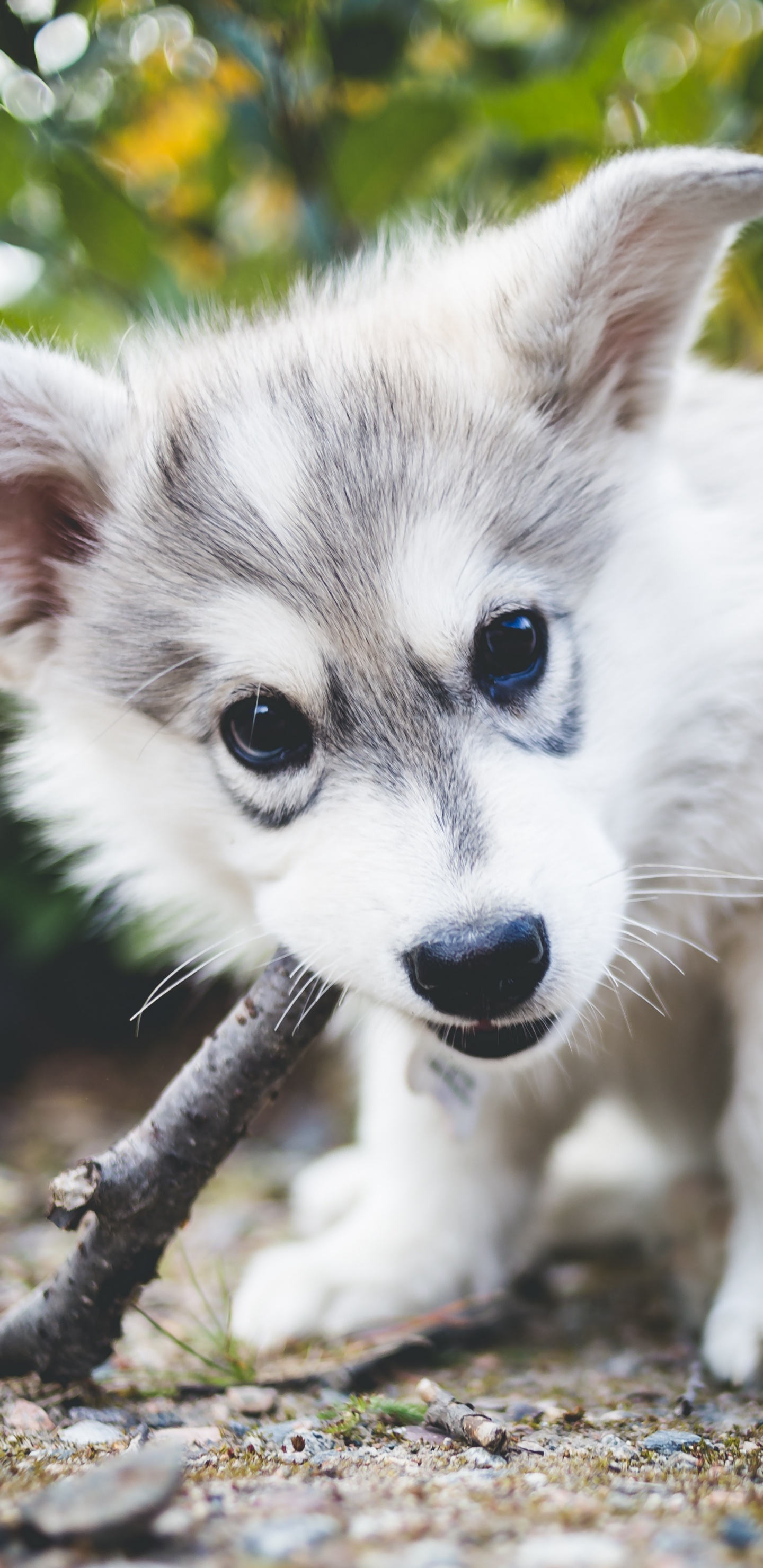 White and Black Siberian Husky Puppy on Tree Branch. Wallpaper in 1440x2960 Resolution