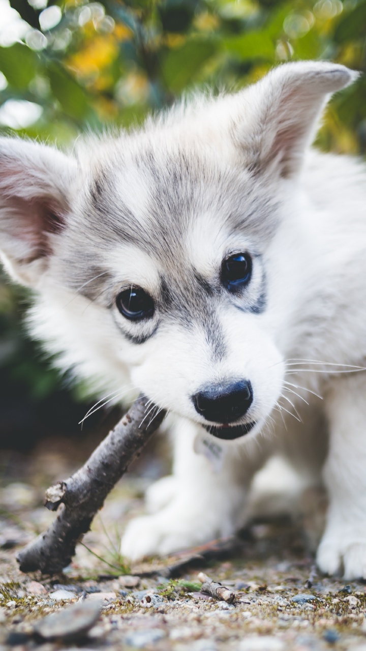 White and Black Siberian Husky Puppy on Tree Branch. Wallpaper in 720x1280 Resolution