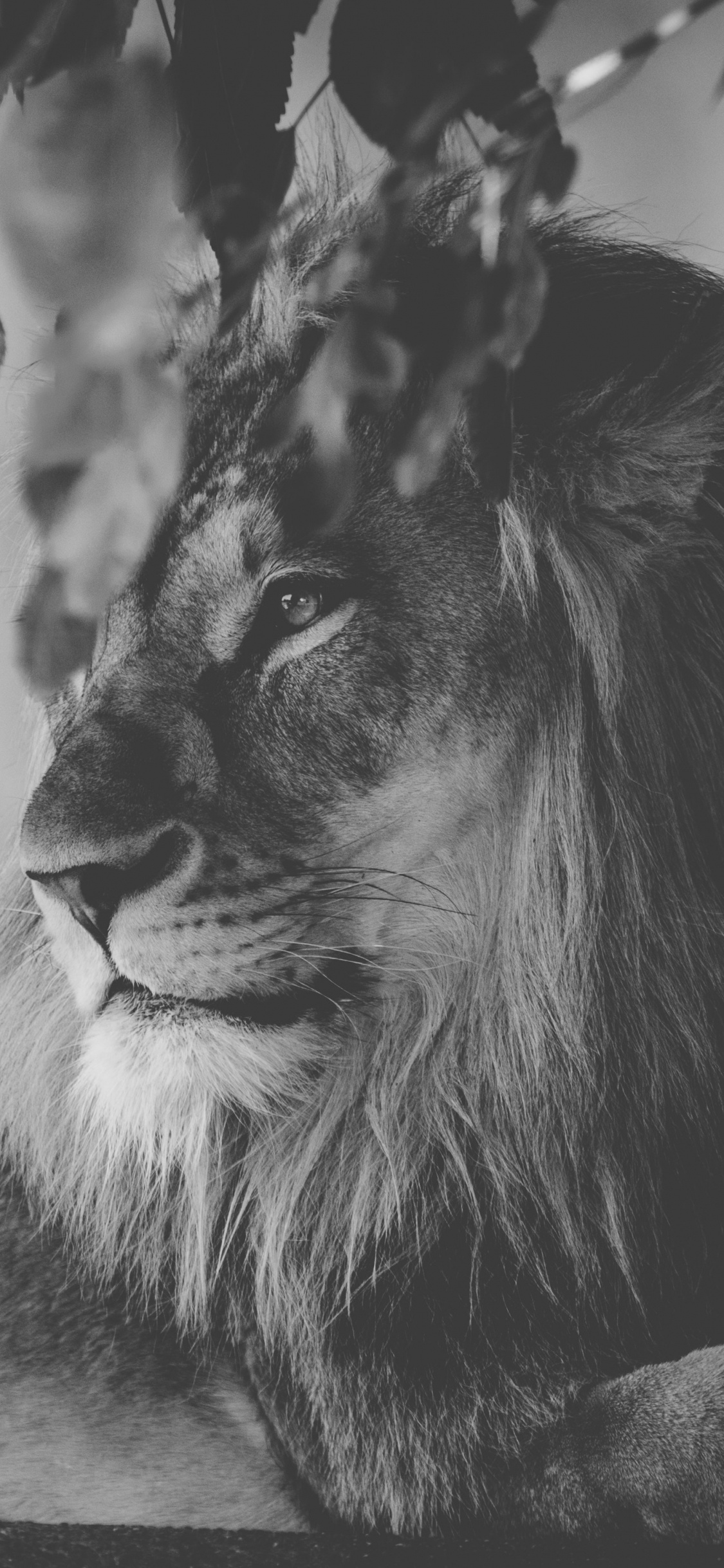 Photo en Niveaux de Gris de Lion Allongé Sur le Sol. Wallpaper in 1125x2436 Resolution