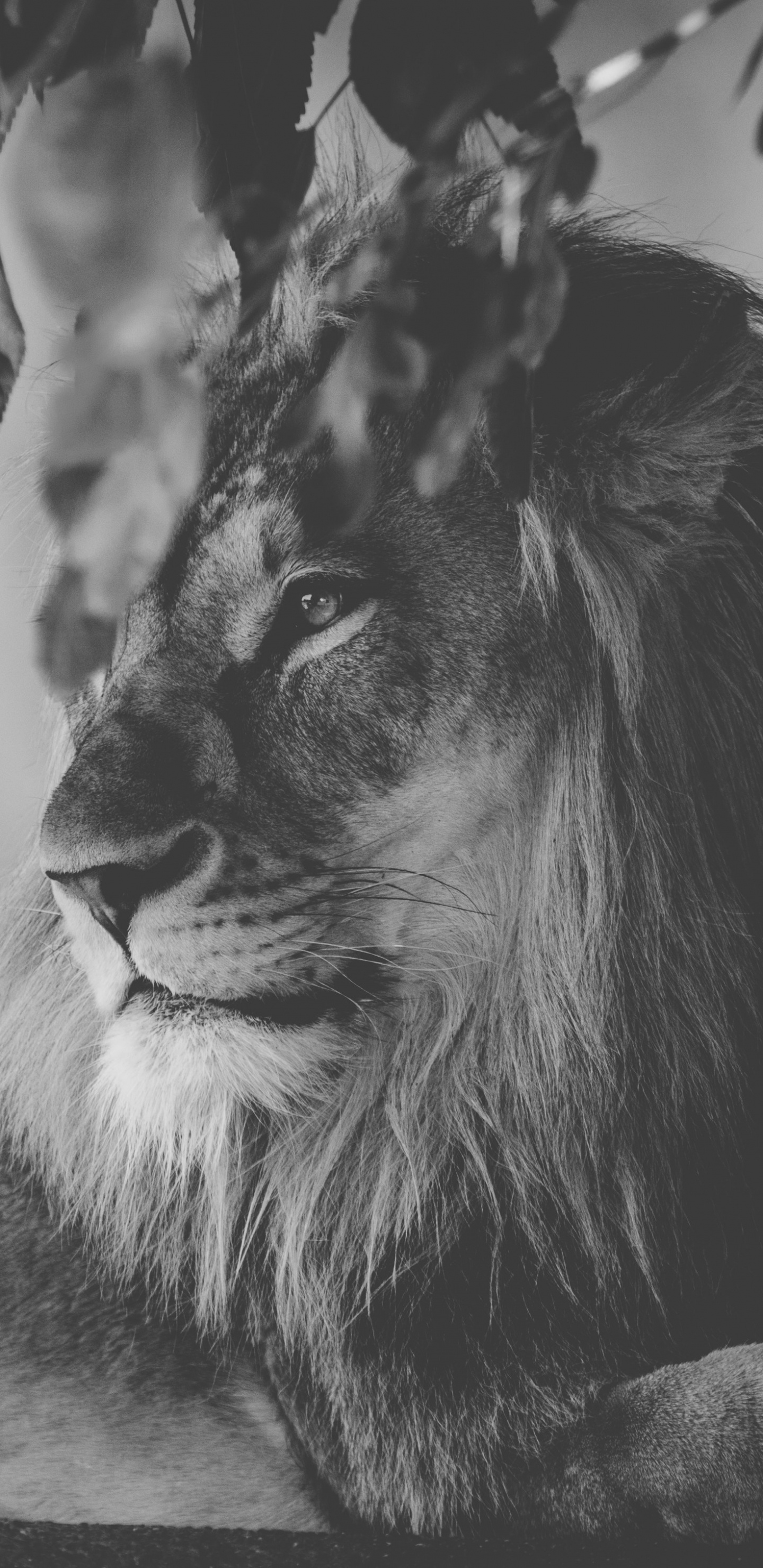 Photo en Niveaux de Gris de Lion Allongé Sur le Sol. Wallpaper in 1440x2960 Resolution