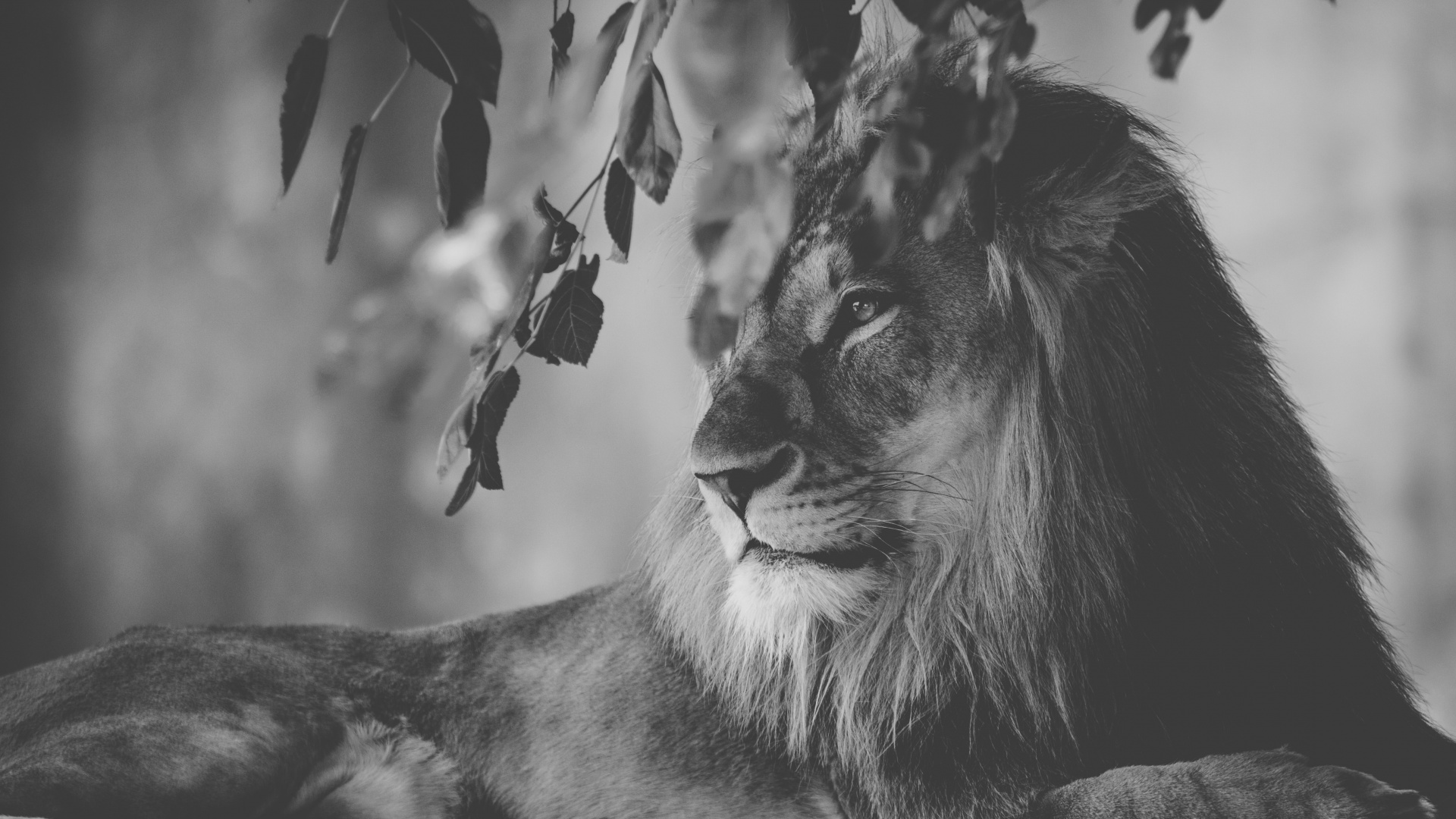 Photo en Niveaux de Gris de Lion Allongé Sur le Sol. Wallpaper in 1920x1080 Resolution