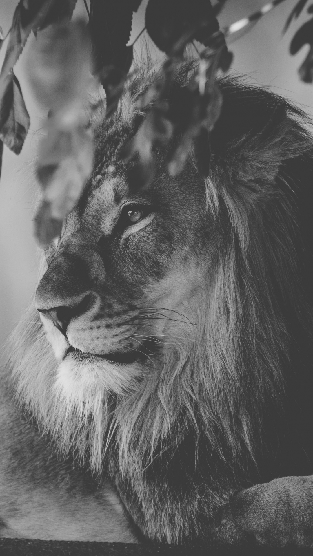 Grayscale Photo of Lion Lying on Ground. Wallpaper in 1080x1920 Resolution