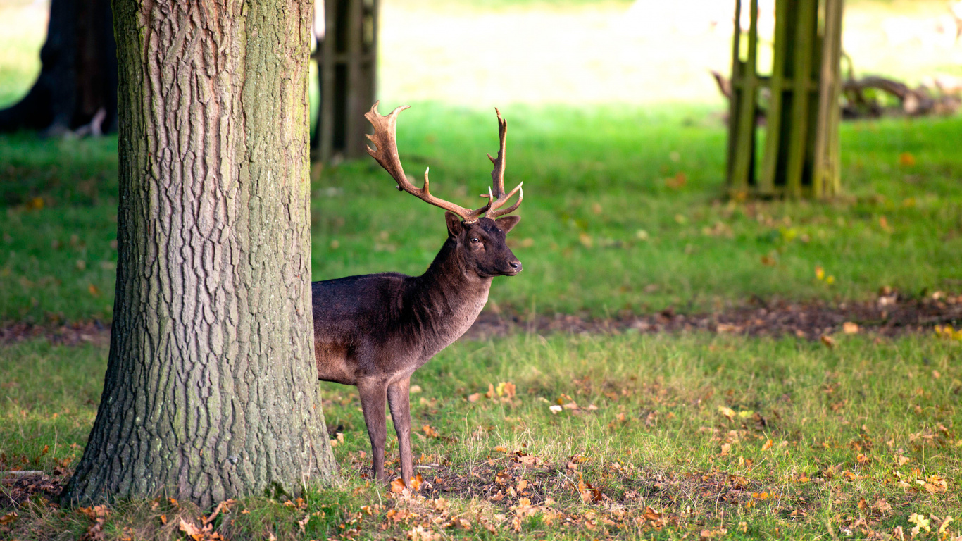 Brown Deer Standing Beside Tree During Daytime. Wallpaper in 1366x768 Resolution