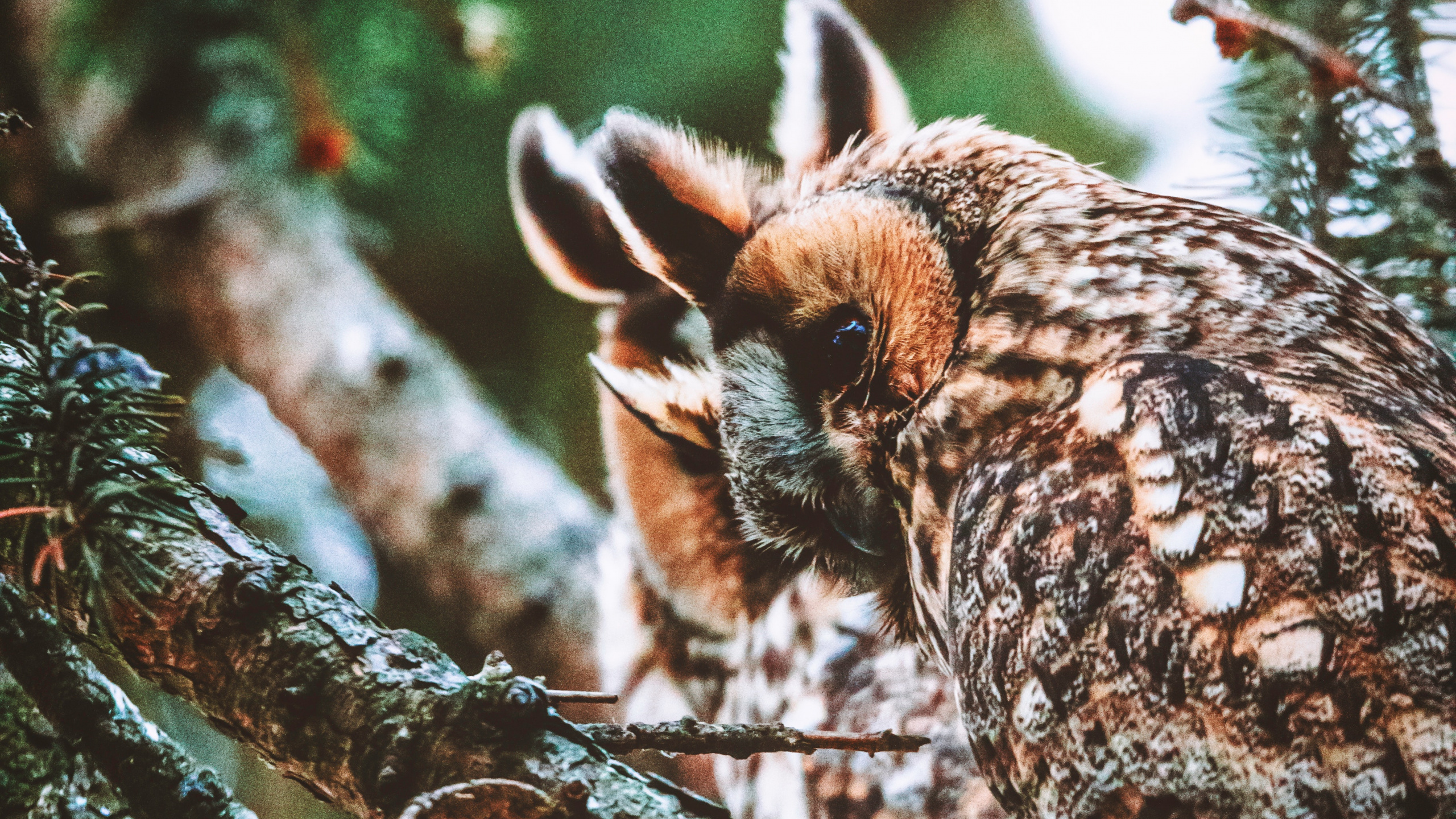Búho Marrón en la Rama de un Árbol Marrón Durante el Día. Wallpaper in 2560x1440 Resolution