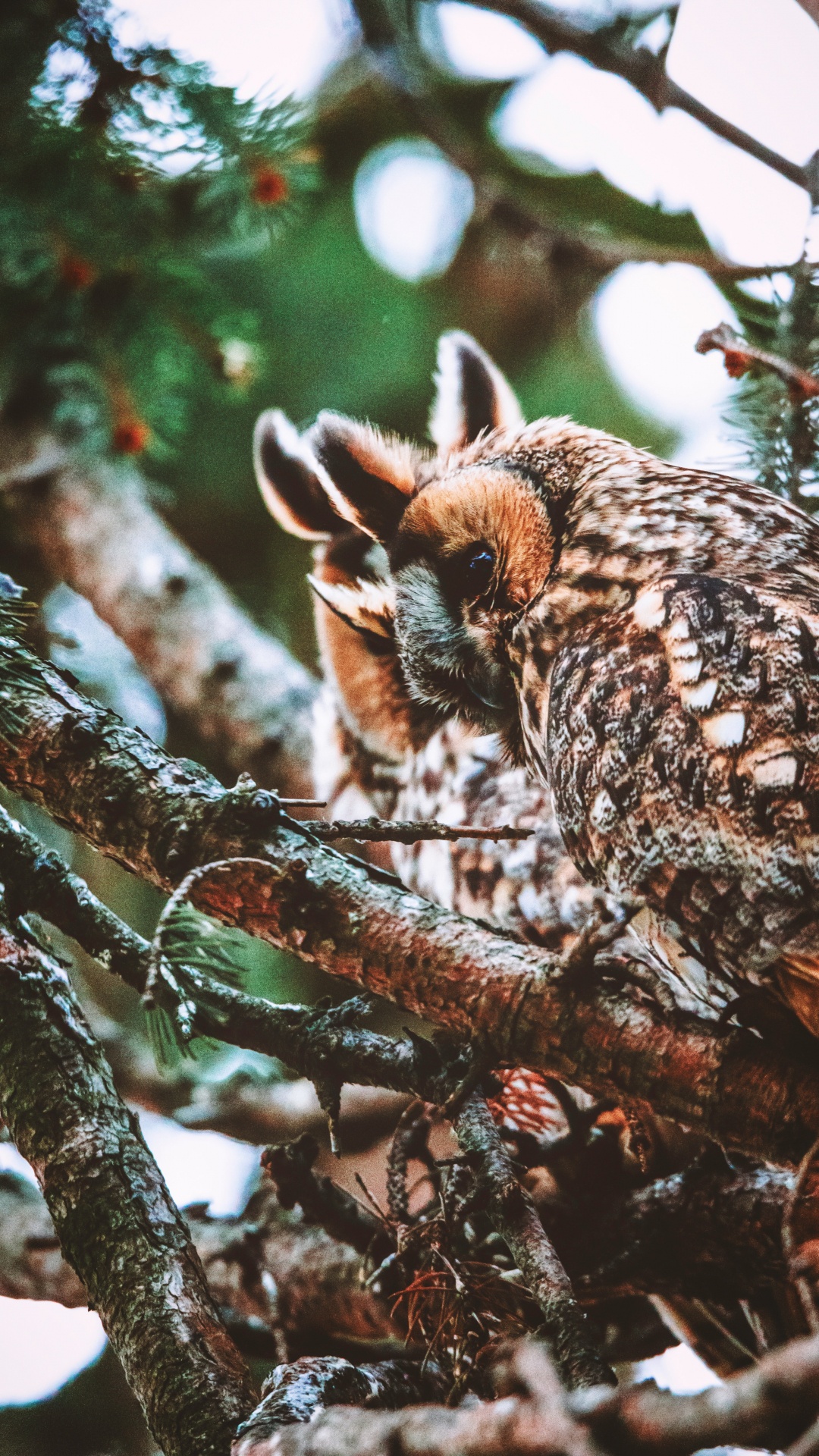 Brown Owl on Brown Tree Branch During Daytime. Wallpaper in 1080x1920 Resolution