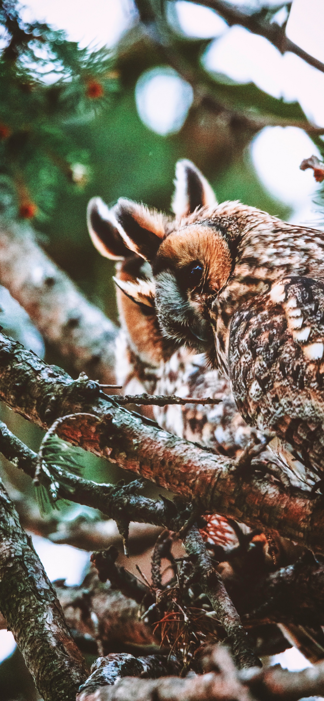 Brown Owl on Brown Tree Branch During Daytime. Wallpaper in 1125x2436 Resolution