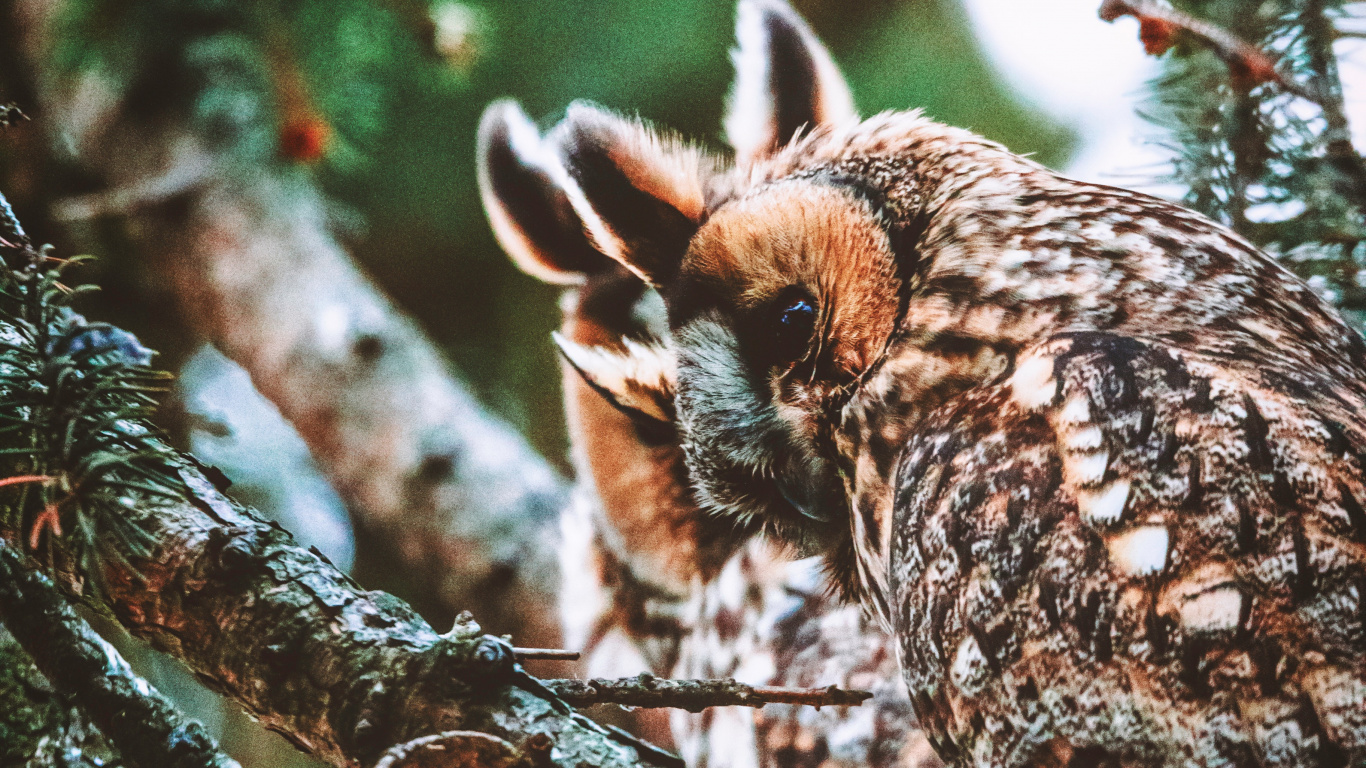 Brown Owl on Brown Tree Branch During Daytime. Wallpaper in 1366x768 Resolution