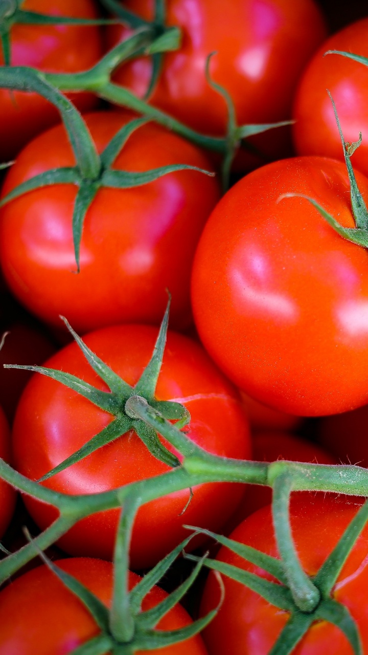 Beaucoup de Tomates Rouges en Photographie Rapprochée. Wallpaper in 720x1280 Resolution