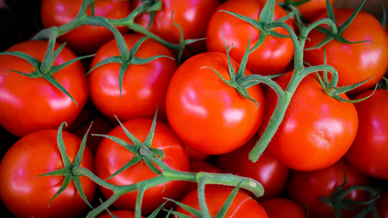 Red Tomato Lot in Close up Photography. Wallpaper in 1280x720 Resolution