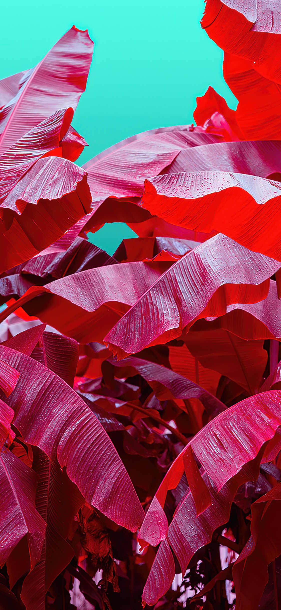 科学, 光, 粉红色, 红色的, 品红色 壁纸 1125x2436 允许