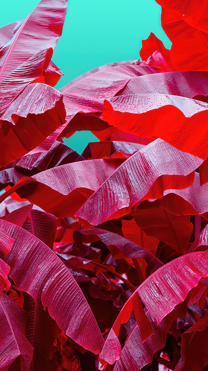 科学, 光, 粉红色, 红色的, 品红色 壁纸 720x1280 允许