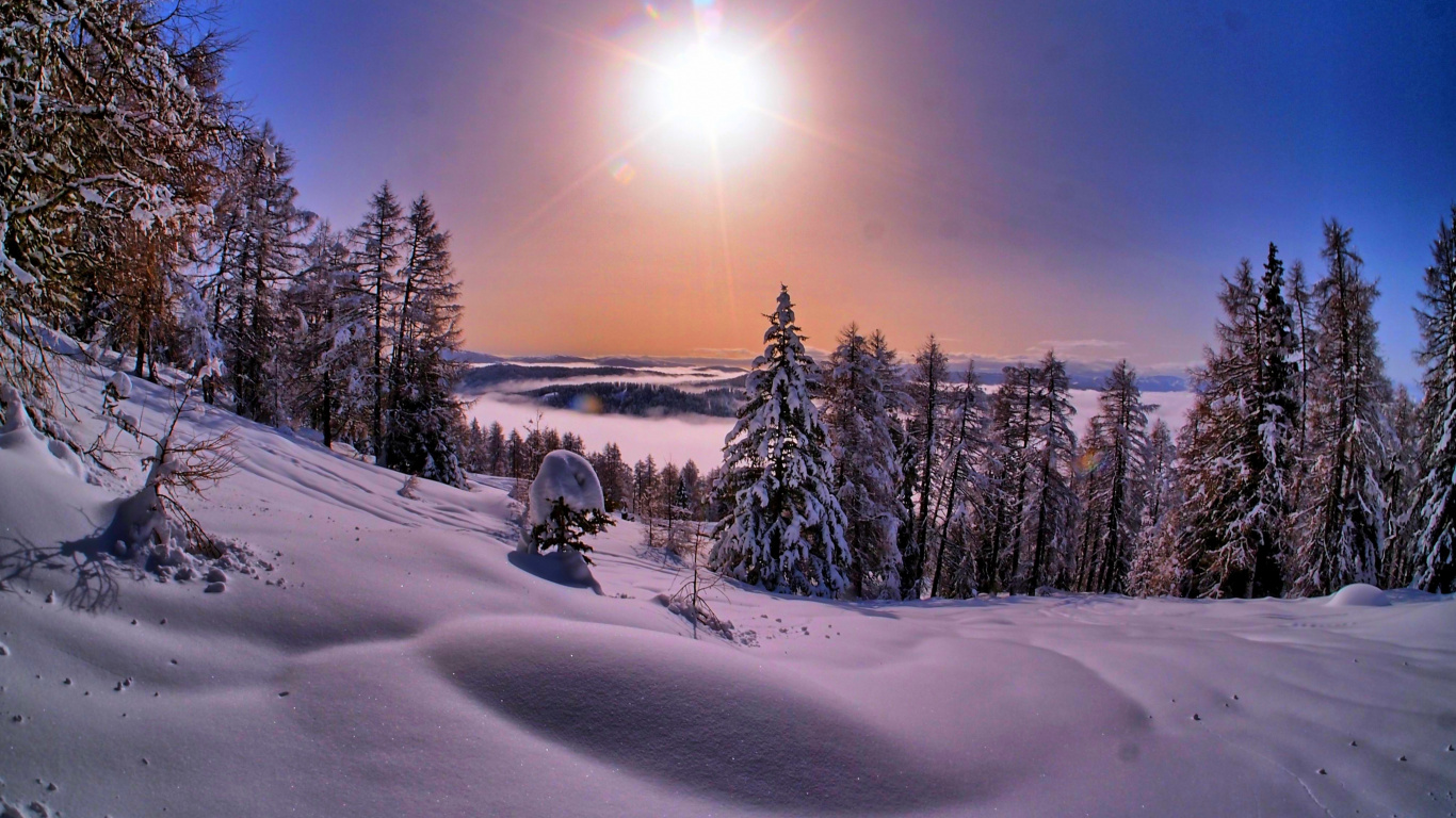 Schneebedecktes Feld Mit Bäumen Tagsüber. Wallpaper in 1366x768 Resolution