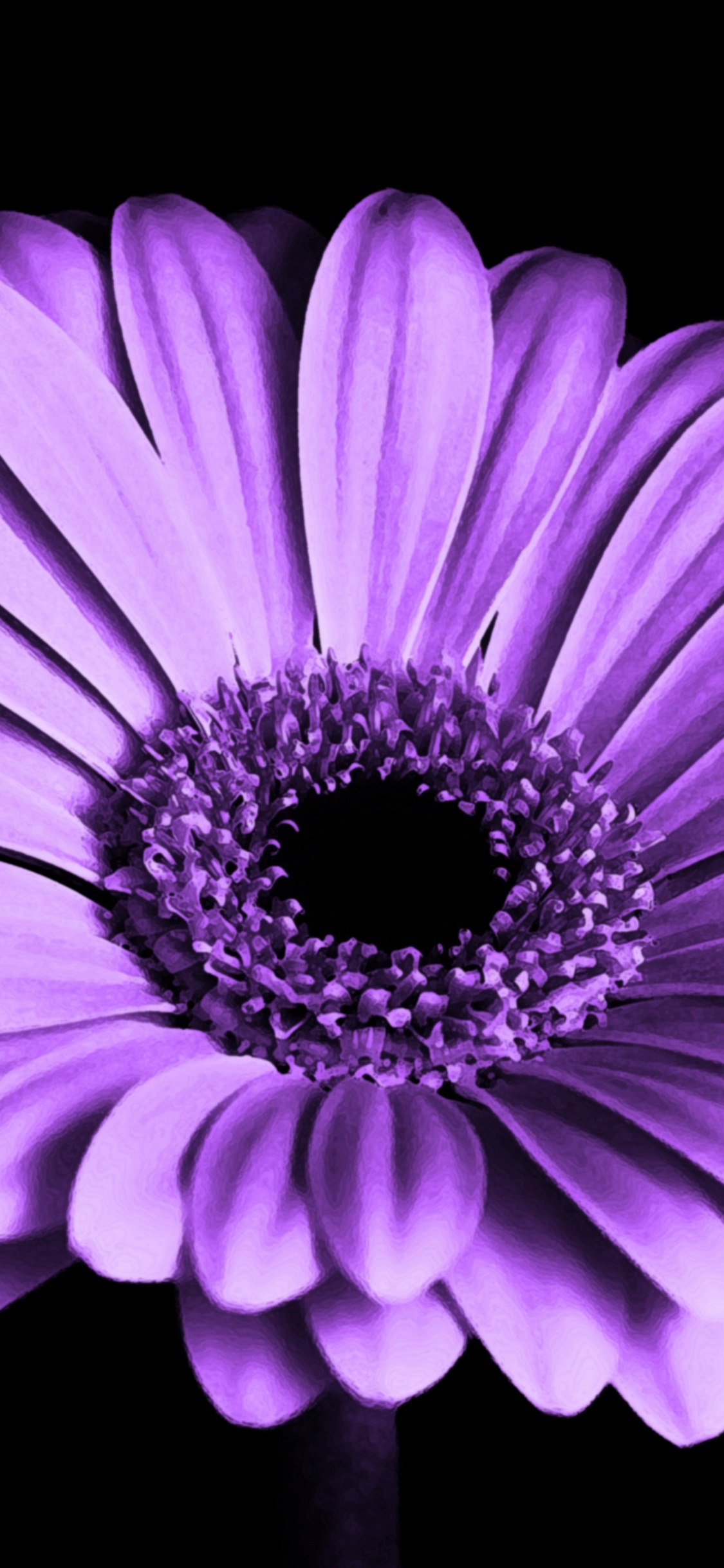 Purple Flower With Black Background. Wallpaper in 1125x2436 Resolution