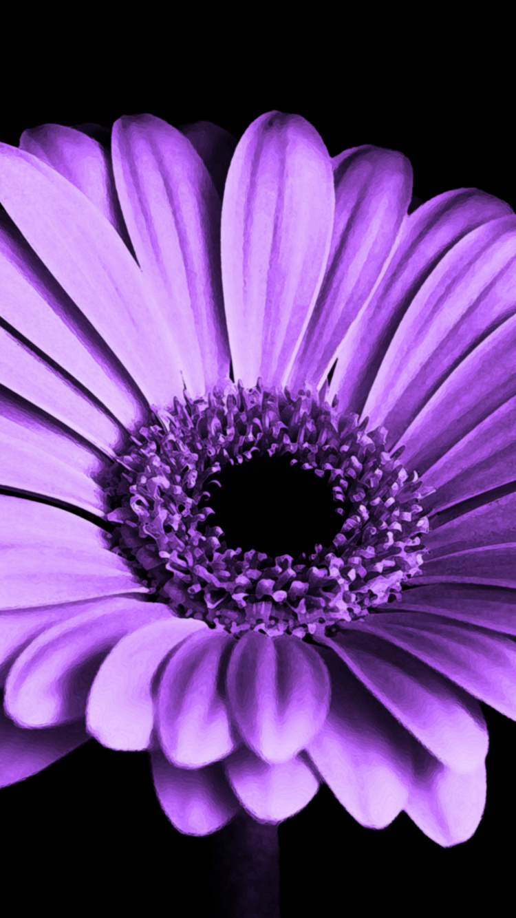 Purple Flower With Black Background. Wallpaper in 750x1334 Resolution
