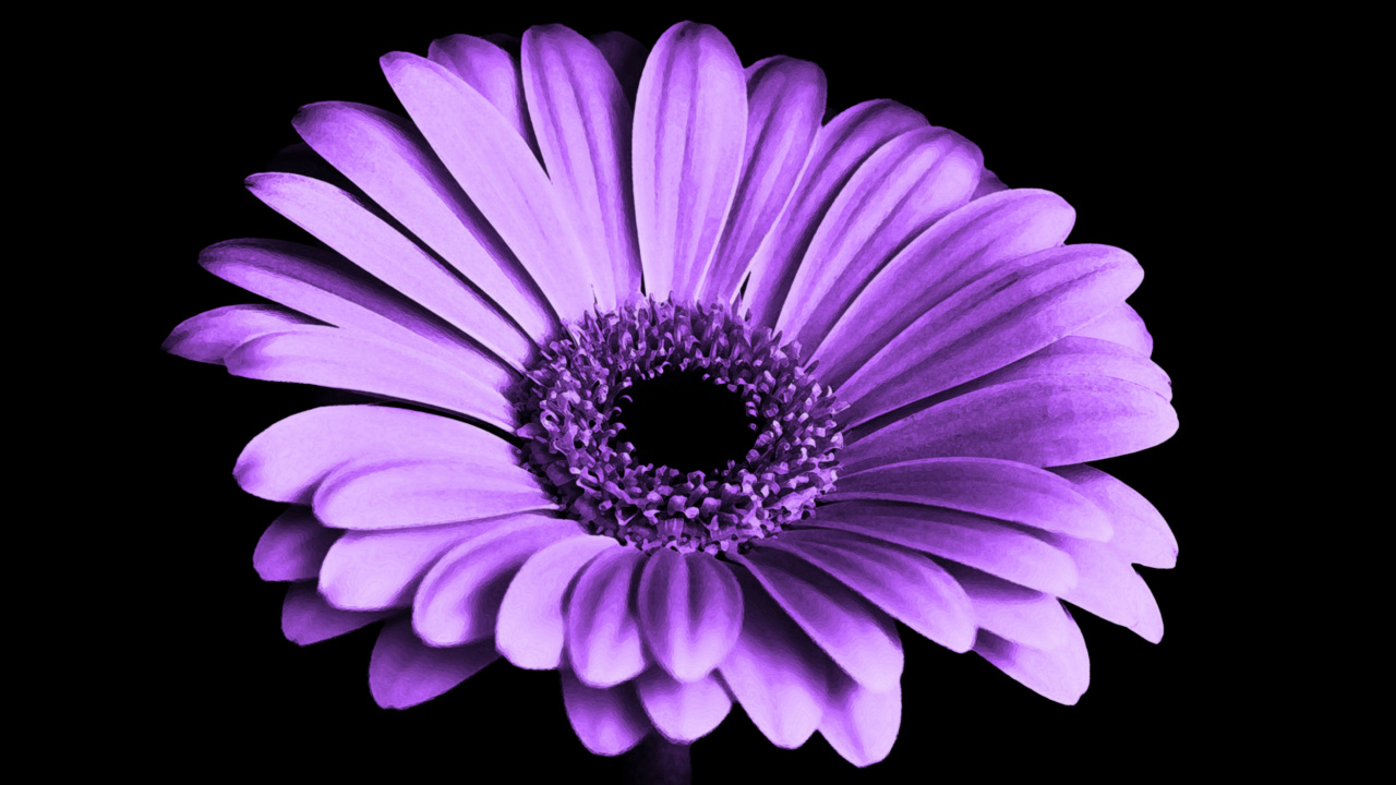 Fleur Violette Sur Fond Noir. Wallpaper in 1280x720 Resolution