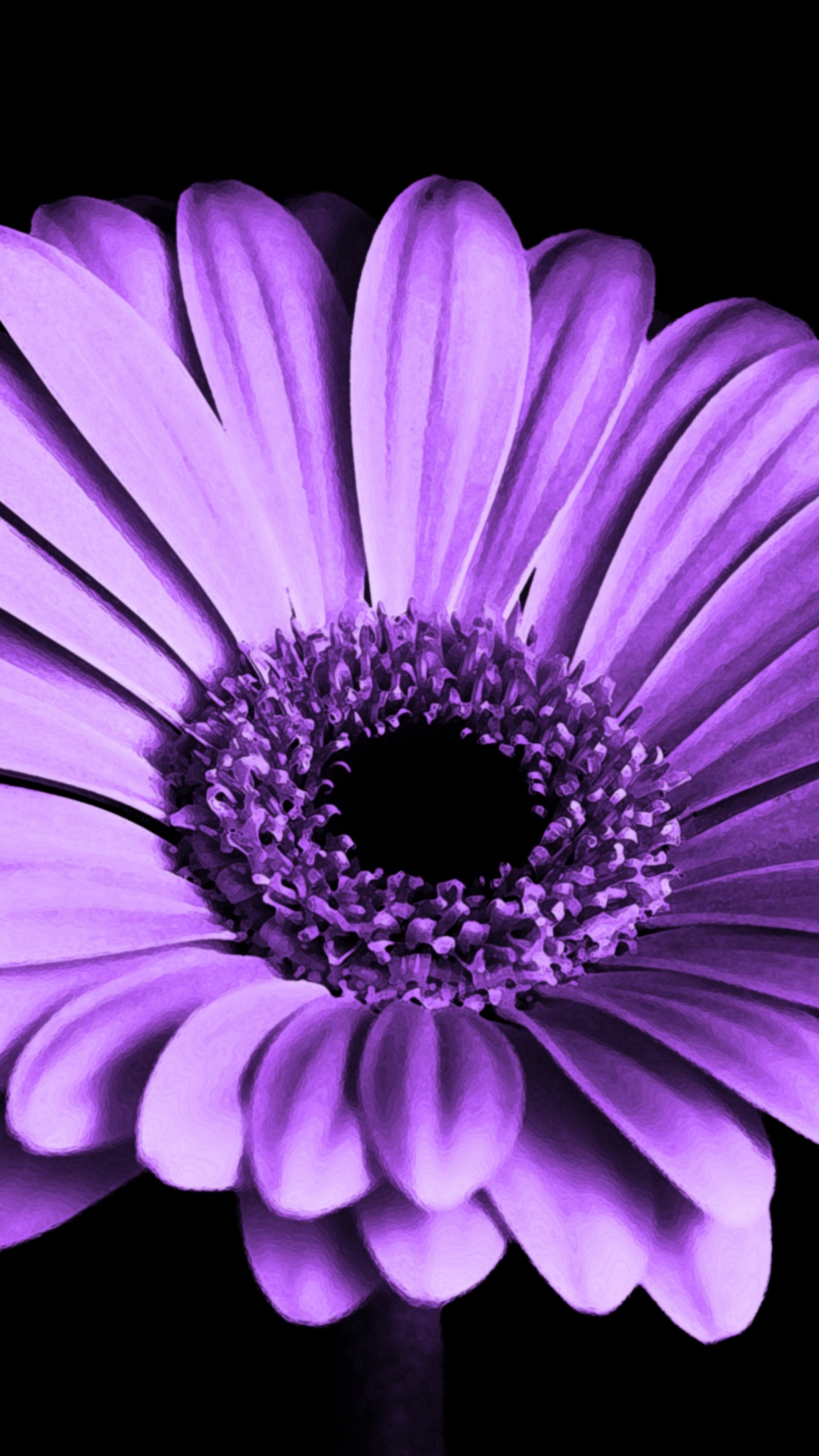 Flor Morada Con Fondo Negro. Wallpaper in 1440x2560 Resolution