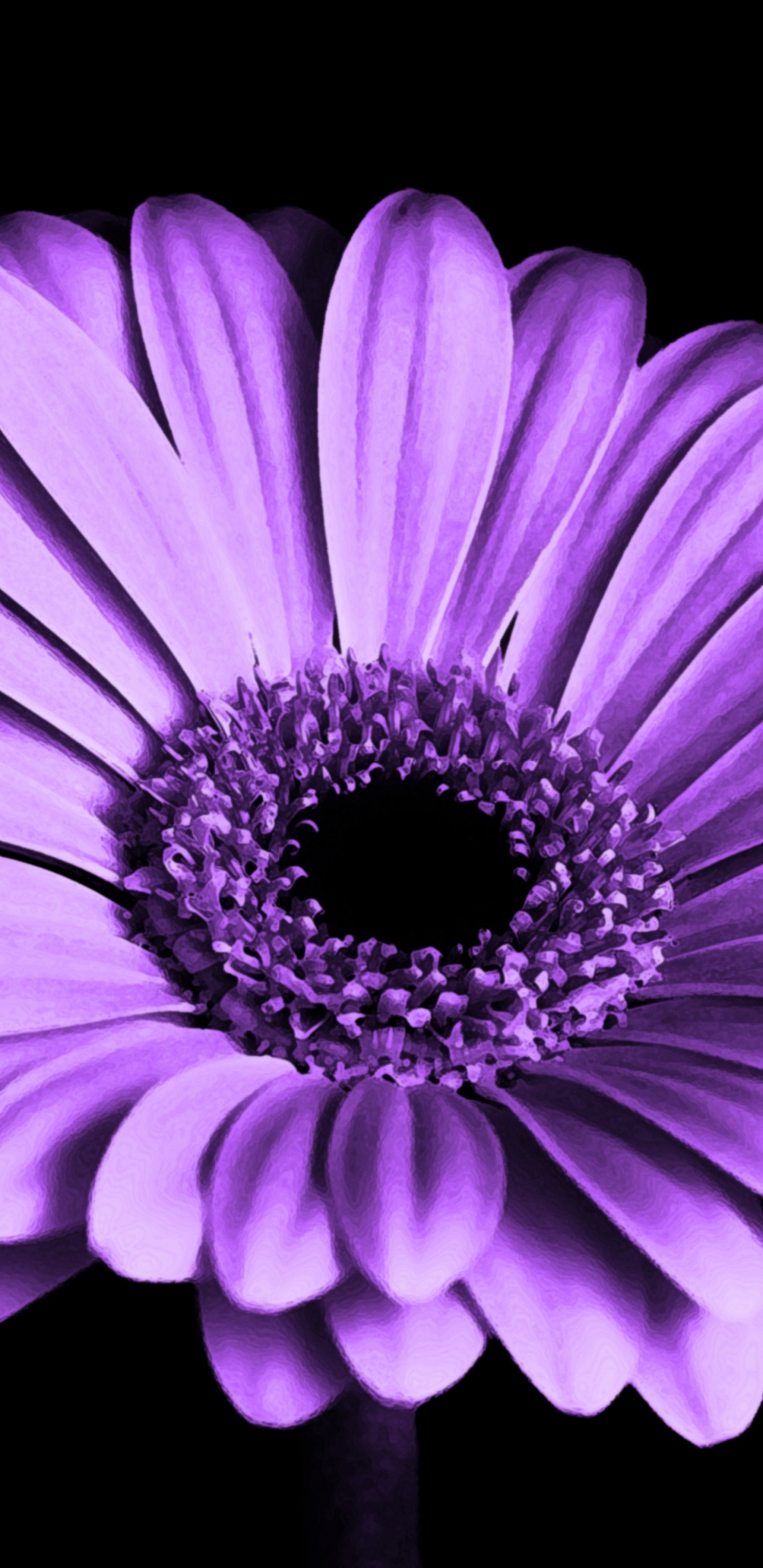 Flor Morada Con Fondo Negro. Wallpaper in 1440x2960 Resolution