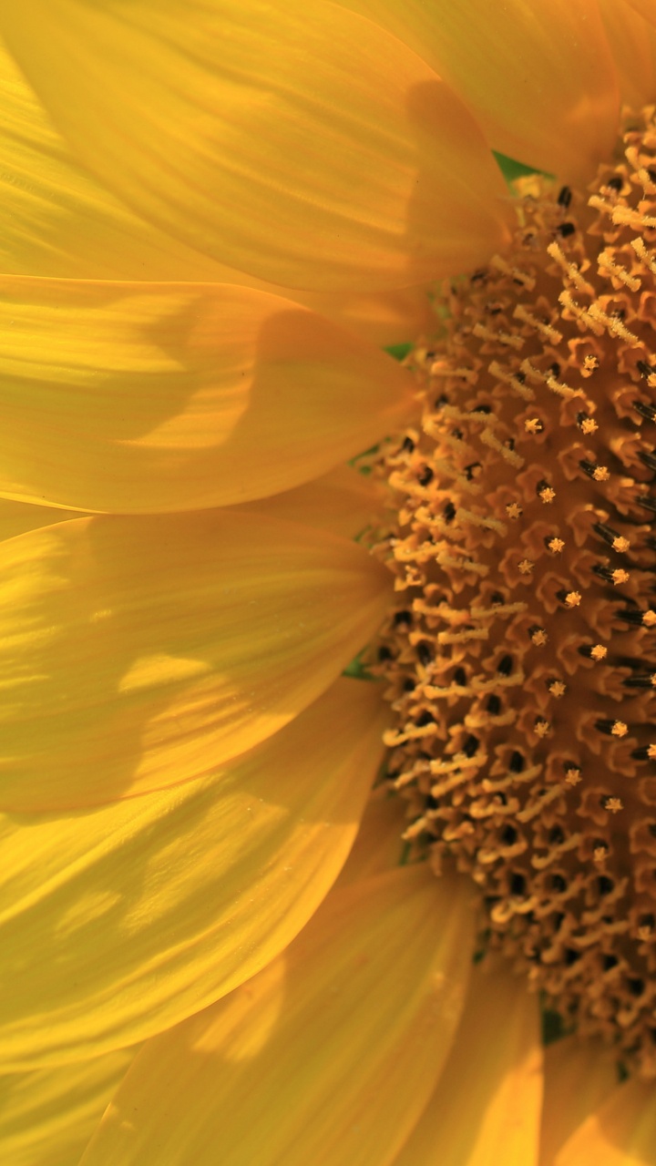Gelbe Sonnenblume in Nahaufnahme Close. Wallpaper in 720x1280 Resolution