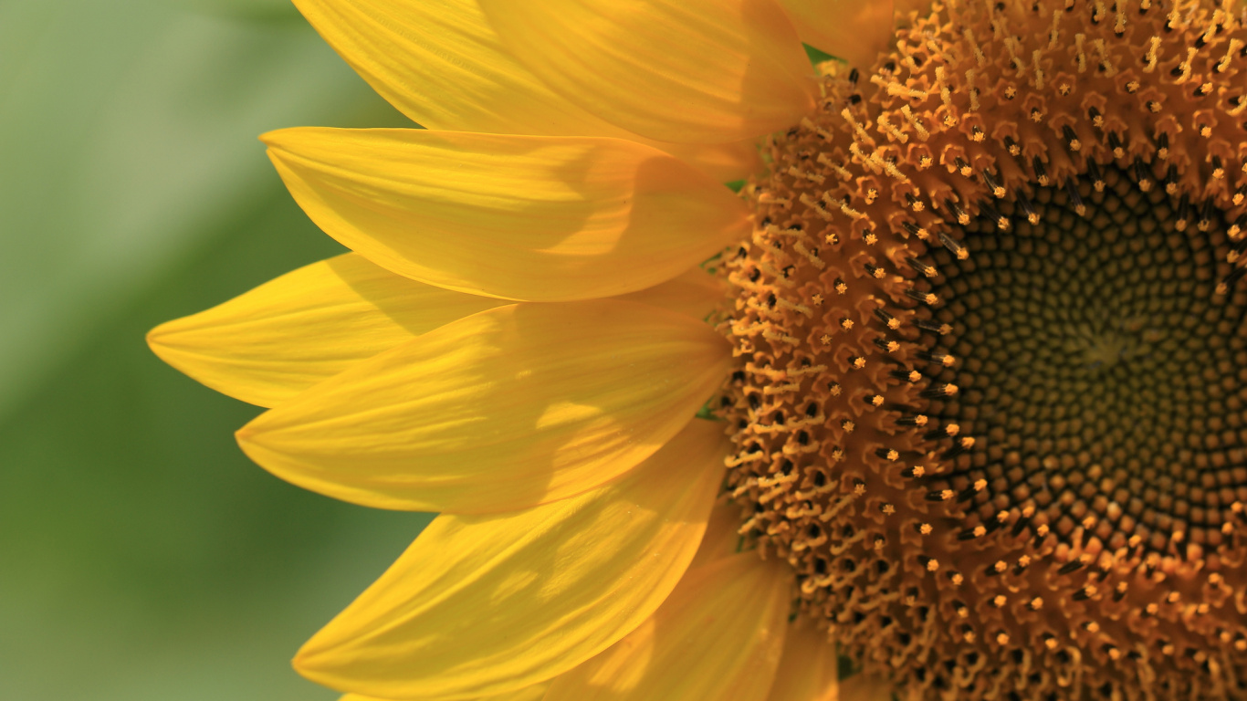 向日葵, 黄色的, 花粉, 葵花籽, 花花园 壁纸 1366x768 允许
