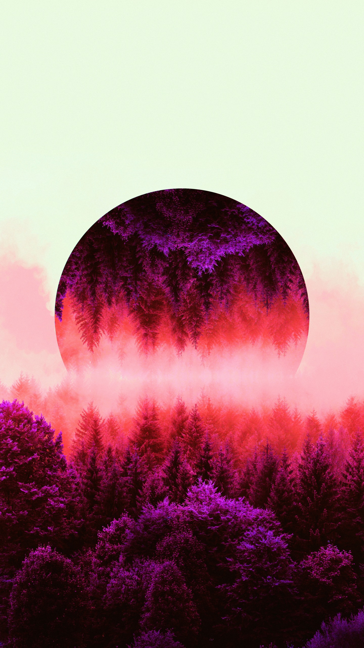 森林, 林业, 性质, 雾, 紫色的 壁纸 1440x2560 允许