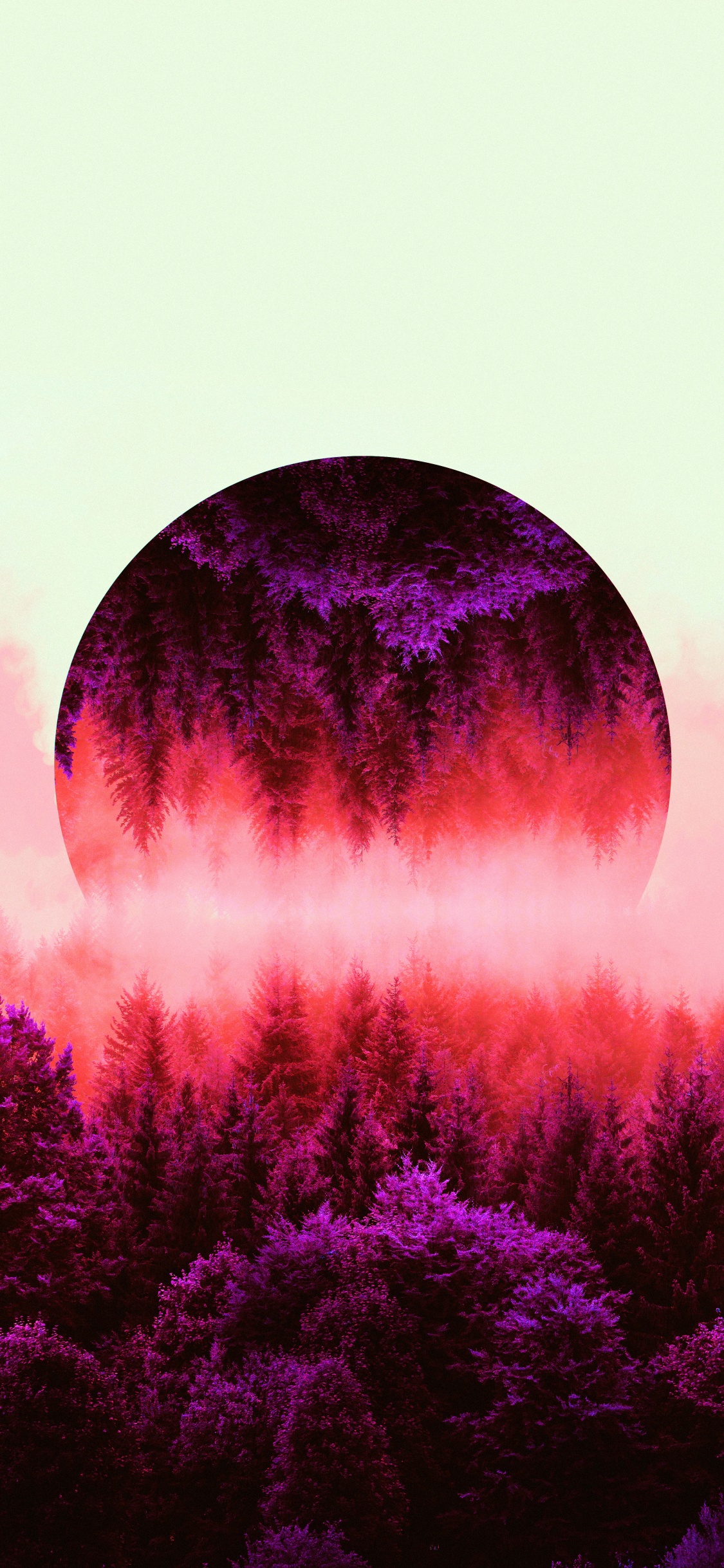 Silvicultura, Naturaleza, Bruma, Morado, Paisaje Natural. Wallpaper in 1125x2436 Resolution