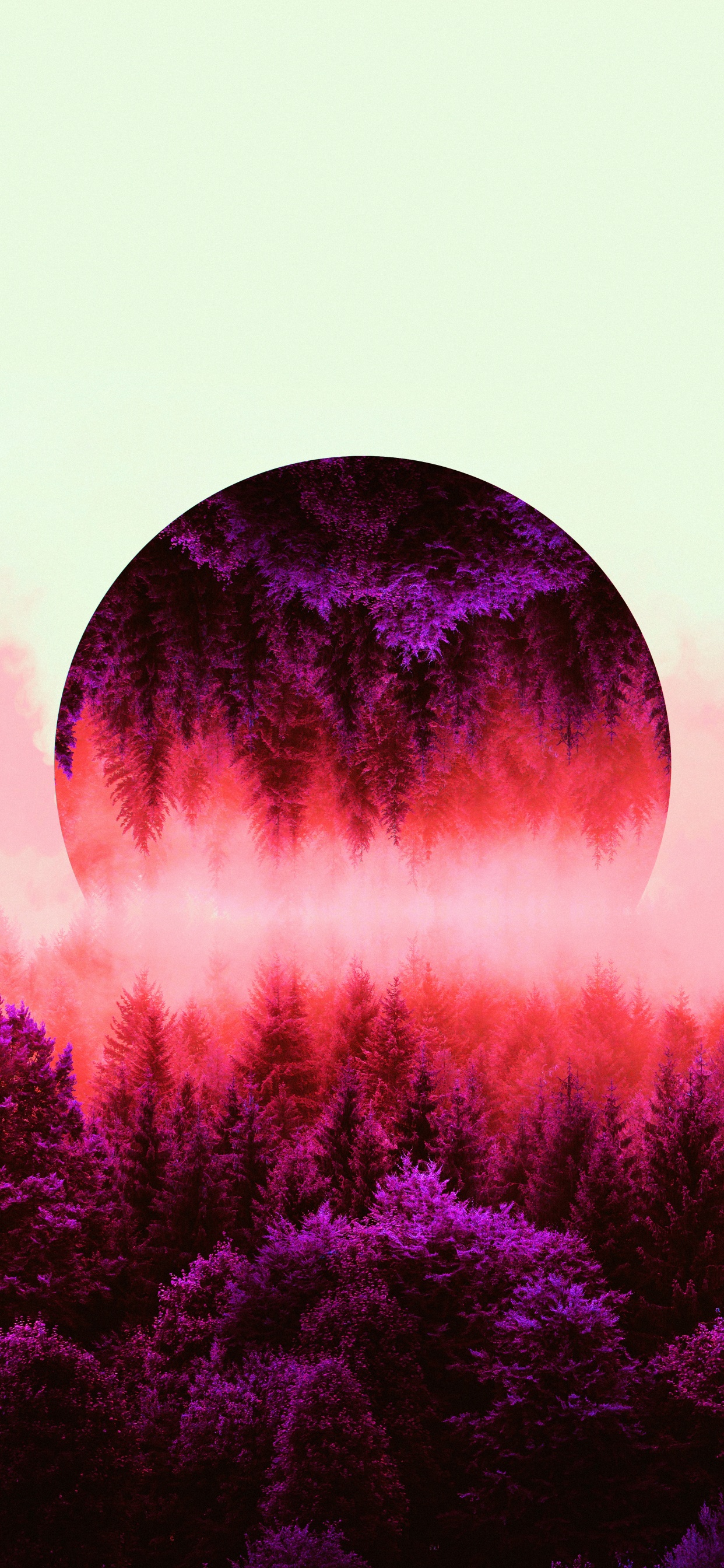 Silvicultura, Naturaleza, Bruma, Morado, Paisaje Natural. Wallpaper in 1242x2688 Resolution