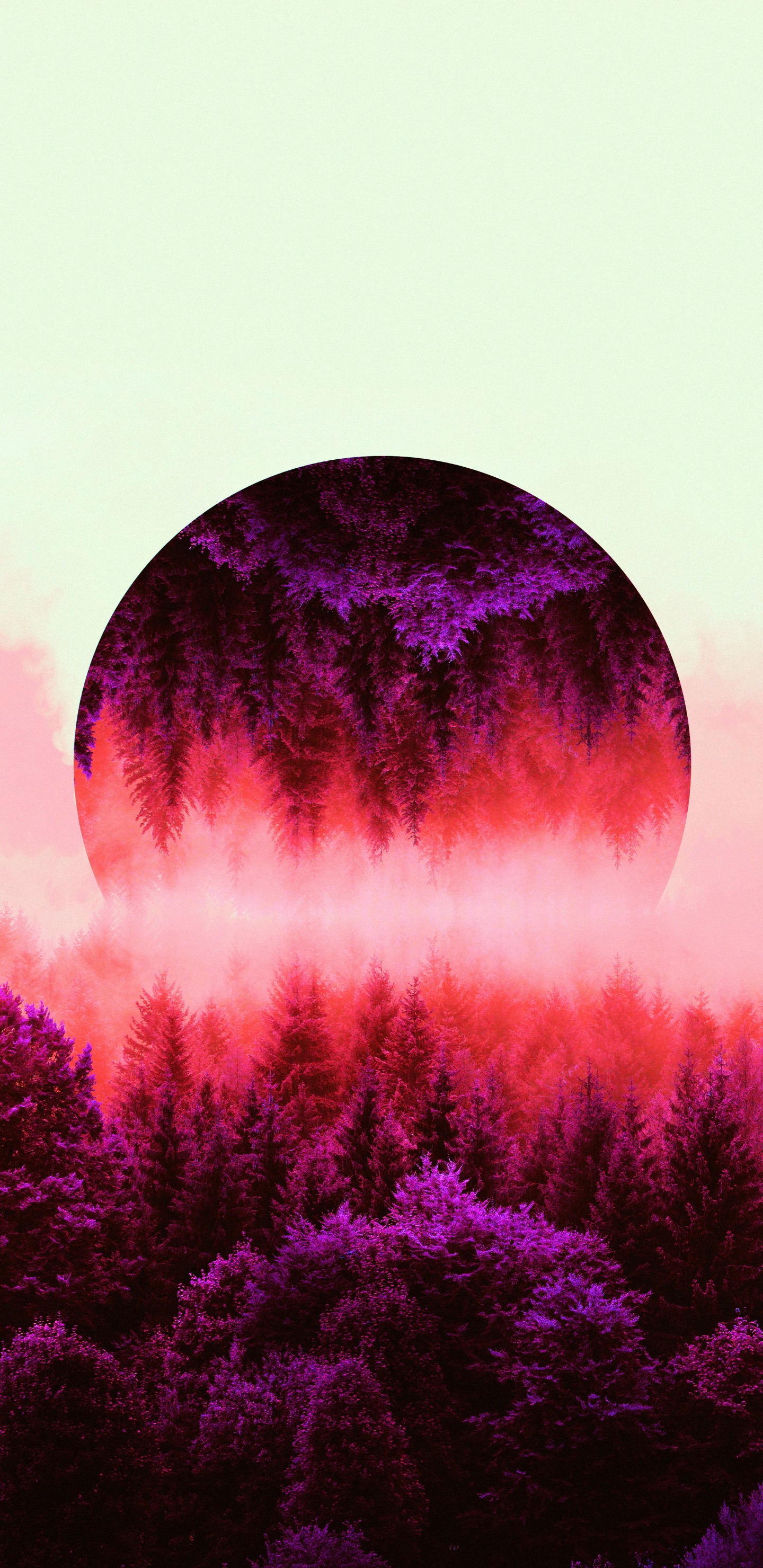 Silvicultura, Naturaleza, Bruma, Morado, Paisaje Natural. Wallpaper in 1440x2960 Resolution