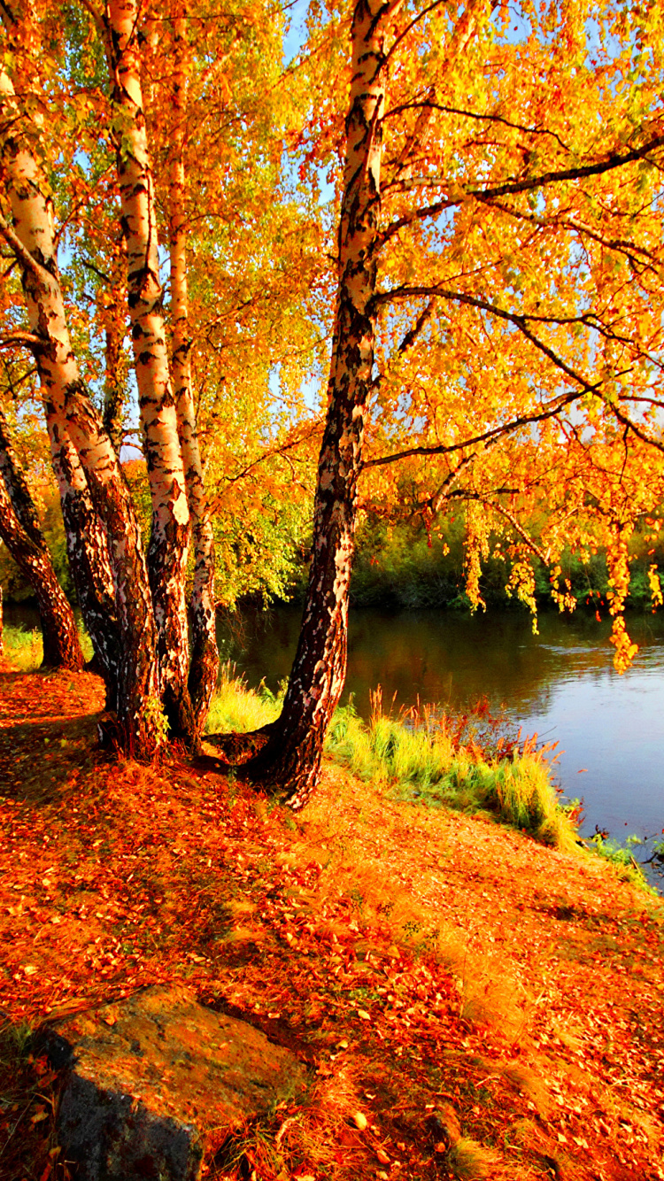 Braune Und Rote Bäume am Fluss Tagsüber. Wallpaper in 750x1334 Resolution