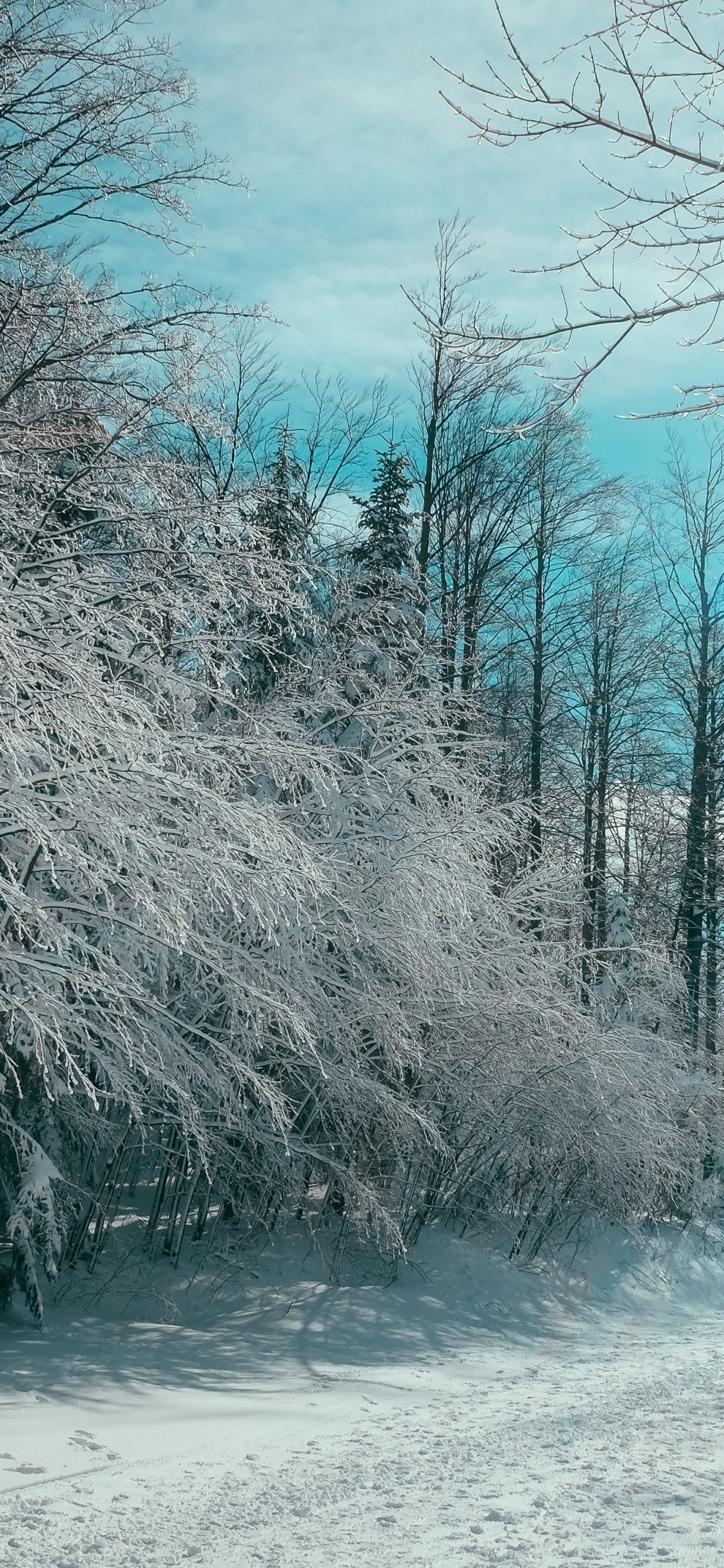 Citations D'organisation, Citation, Organisation, Neige, Paysage Naturel. Wallpaper in 1242x2688 Resolution