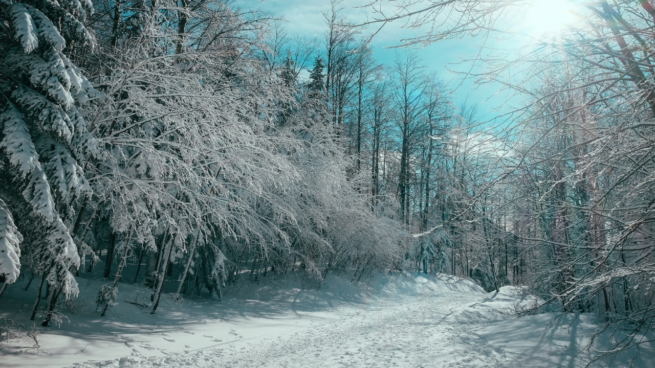 Citations D'organisation, Citation, Organisation, Neige, Paysage Naturel. Wallpaper in 1280x720 Resolution