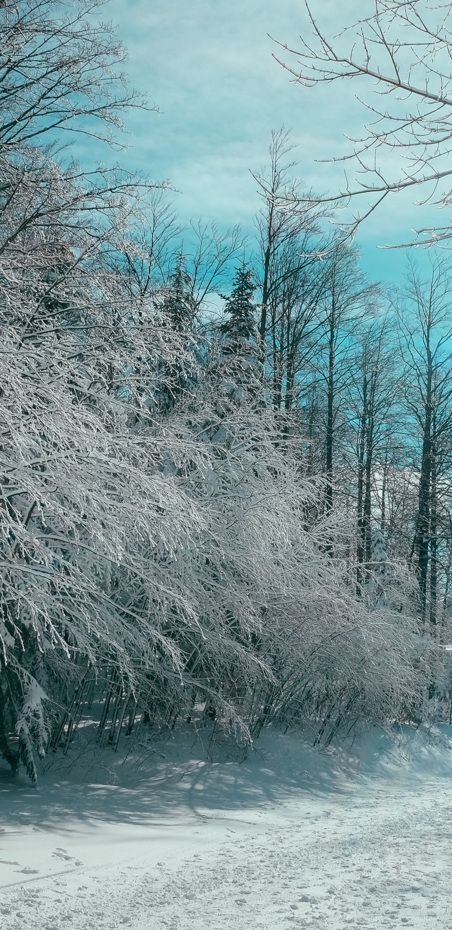 Citations D'organisation, Citation, Organisation, Neige, Paysage Naturel. Wallpaper in 1440x2960 Resolution