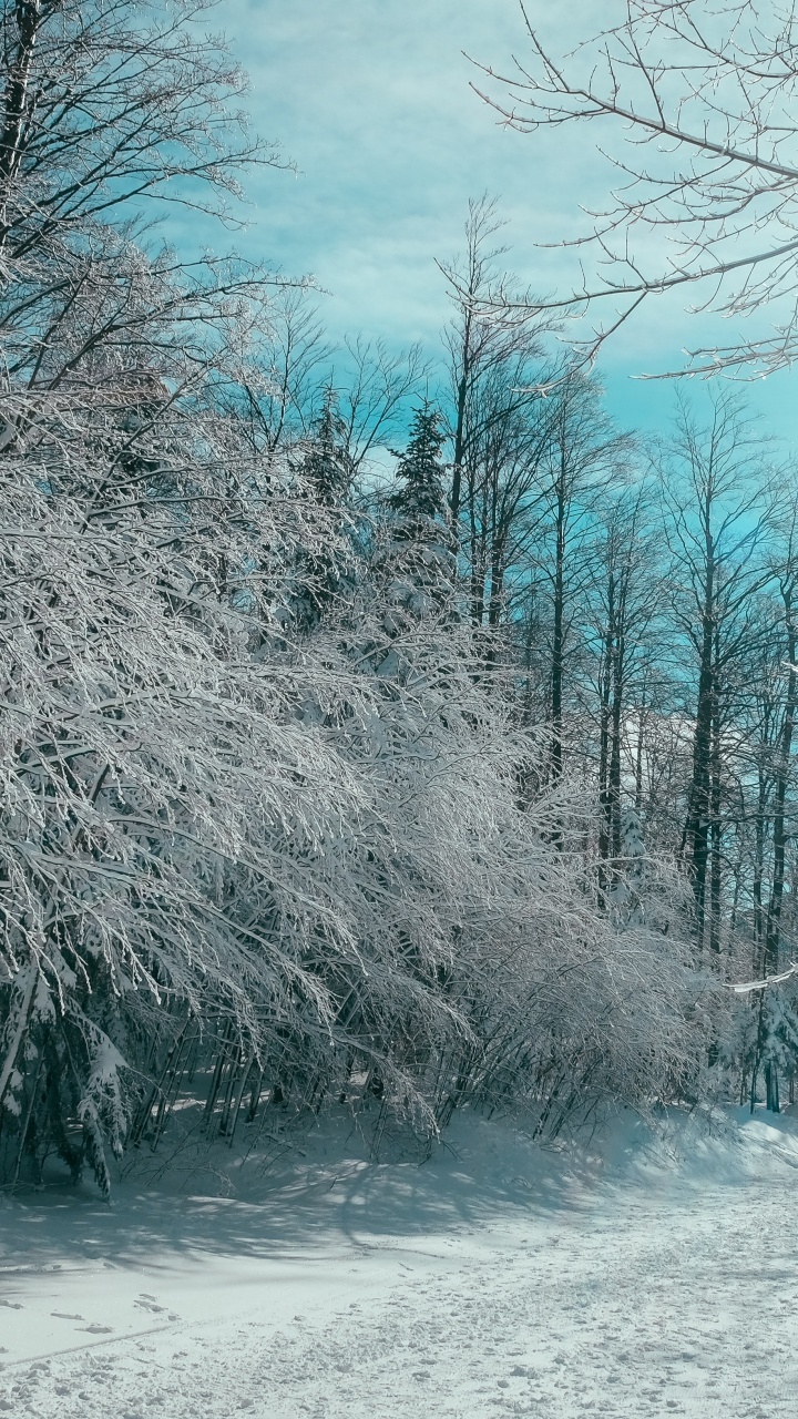 Citations D'organisation, Citation, Organisation, Neige, Paysage Naturel. Wallpaper in 720x1280 Resolution