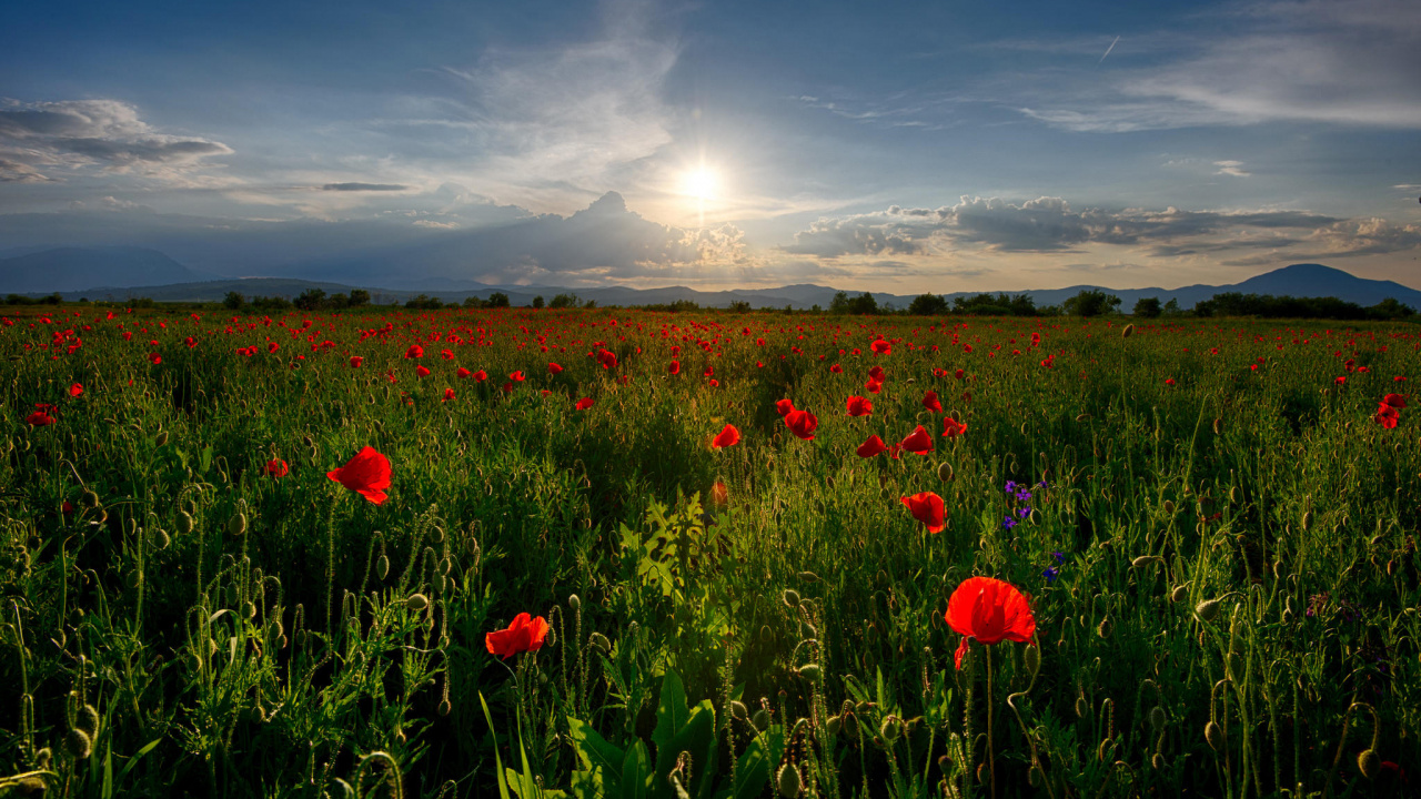 Champ de Fleurs Rouges Sous Ciel Nuageux Pendant la Journée. Wallpaper in 1280x720 Resolution