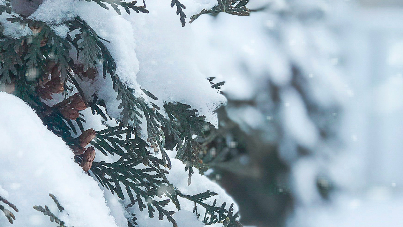 Neujahr, Winter, Schnee, Ios, Branch. Wallpaper in 1366x768 Resolution