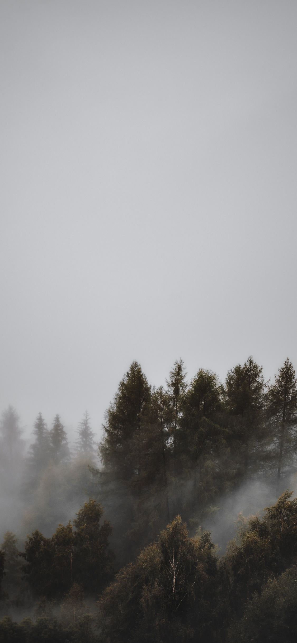 Forêt, Brouillard, Atmosphère, Matin, Paysage Naturel. Wallpaper in 1125x2436 Resolution