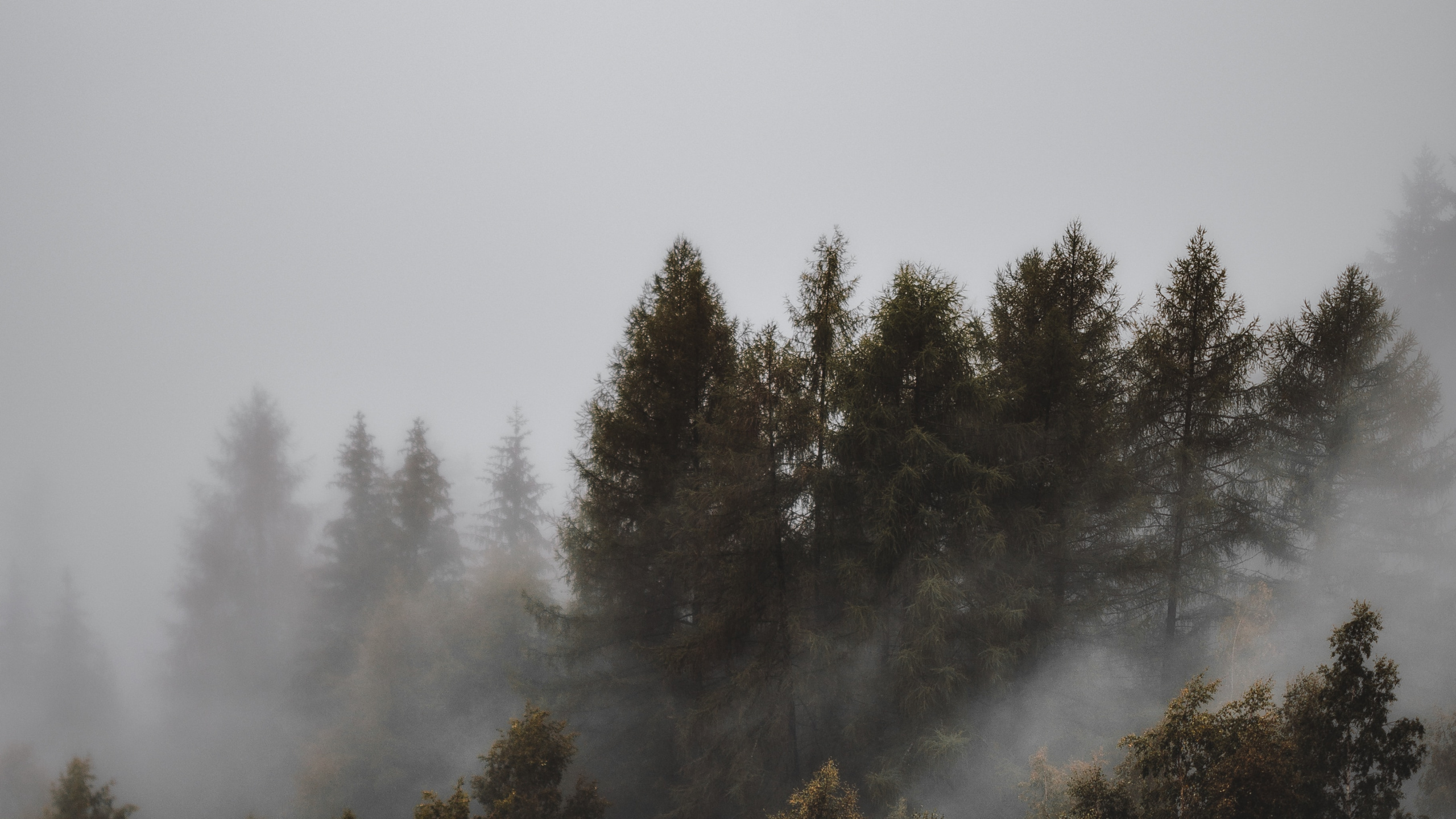 Forest, Tree, Mist, Fog, Atmosphere. Wallpaper in 2560x1440 Resolution