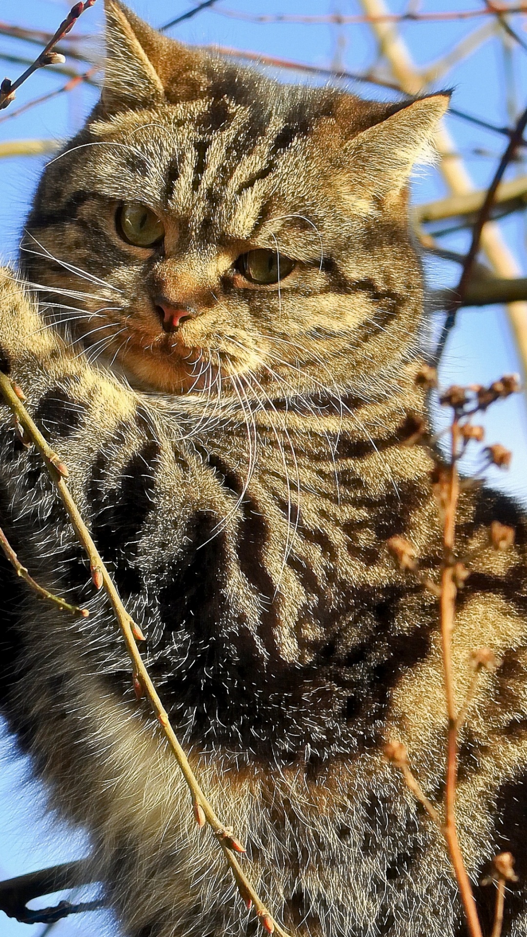 Brown Tabby Cat on Tree Branch. Wallpaper in 1080x1920 Resolution