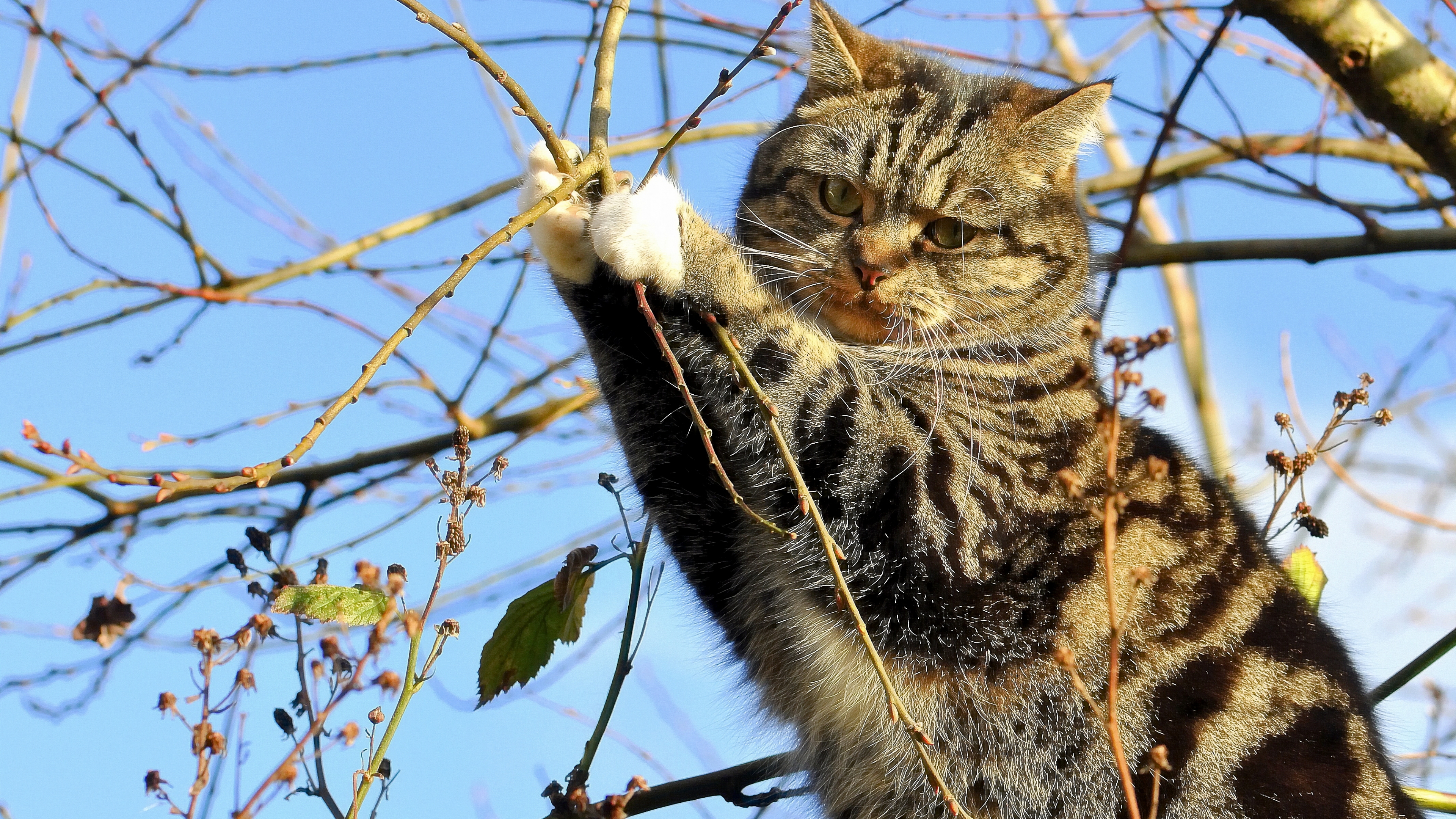Brown Tabby Cat on Tree Branch. Wallpaper in 3840x2160 Resolution