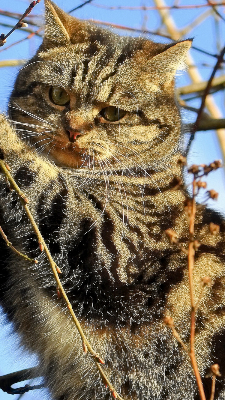 Brown Tabby Cat on Tree Branch. Wallpaper in 750x1334 Resolution