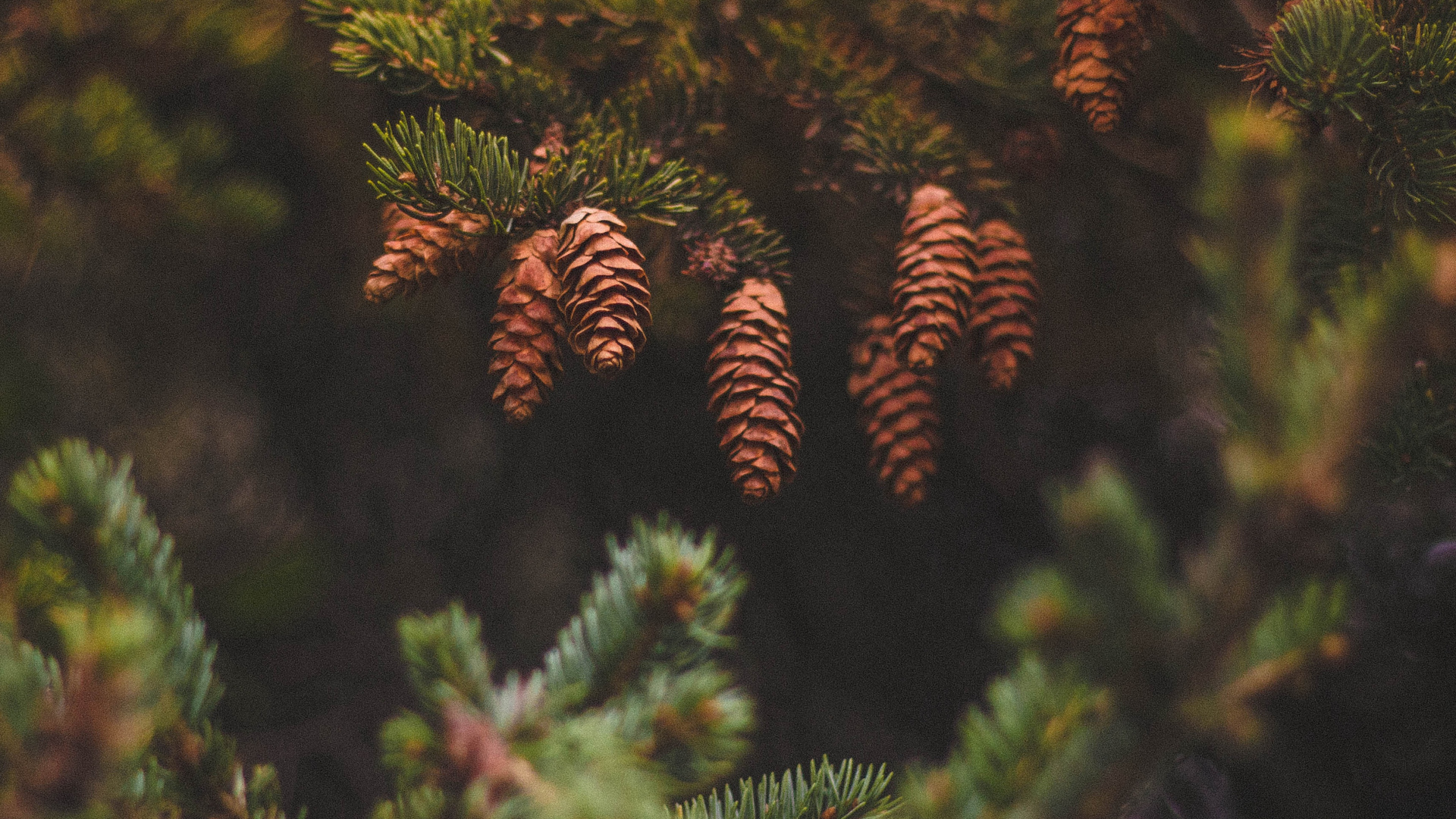 Green Pine Cone on Green Pine Tree. Wallpaper in 1920x1080 Resolution